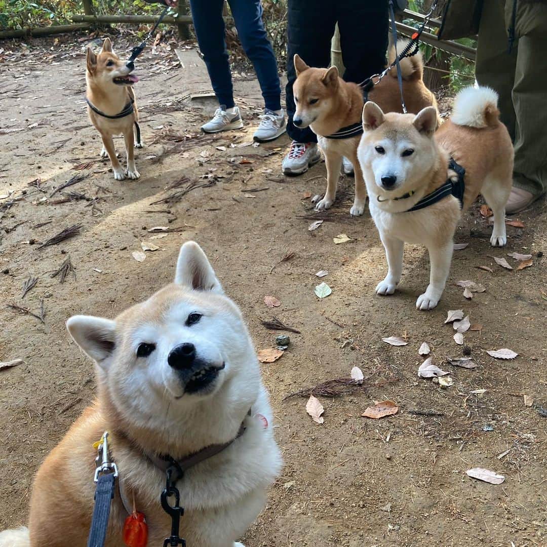 てんパパさんのインスタグラム写真 - (てんパパInstagram)「食べると10年長生きするという、会津の郷土料理"しんごろう"。 てんも少しいただきました。 ヒトはネギそばも食べました。 #しんごろう #じゅうねん味噌 #大内宿 #人が多くてびっくり」11月19日 18時23分 - tenchan.shiba