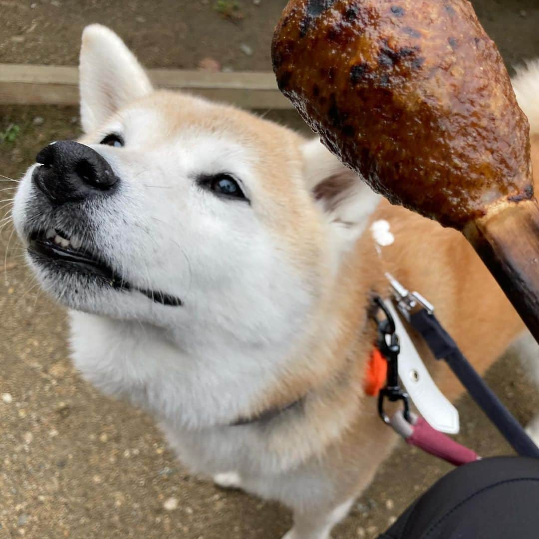 てんパパさんのインスタグラム写真 - (てんパパInstagram)「食べると10年長生きするという、会津の郷土料理"しんごろう"。 てんも少しいただきました。 ヒトはネギそばも食べました。 #しんごろう #じゅうねん味噌 #大内宿 #人が多くてびっくり」11月19日 18時23分 - tenchan.shiba