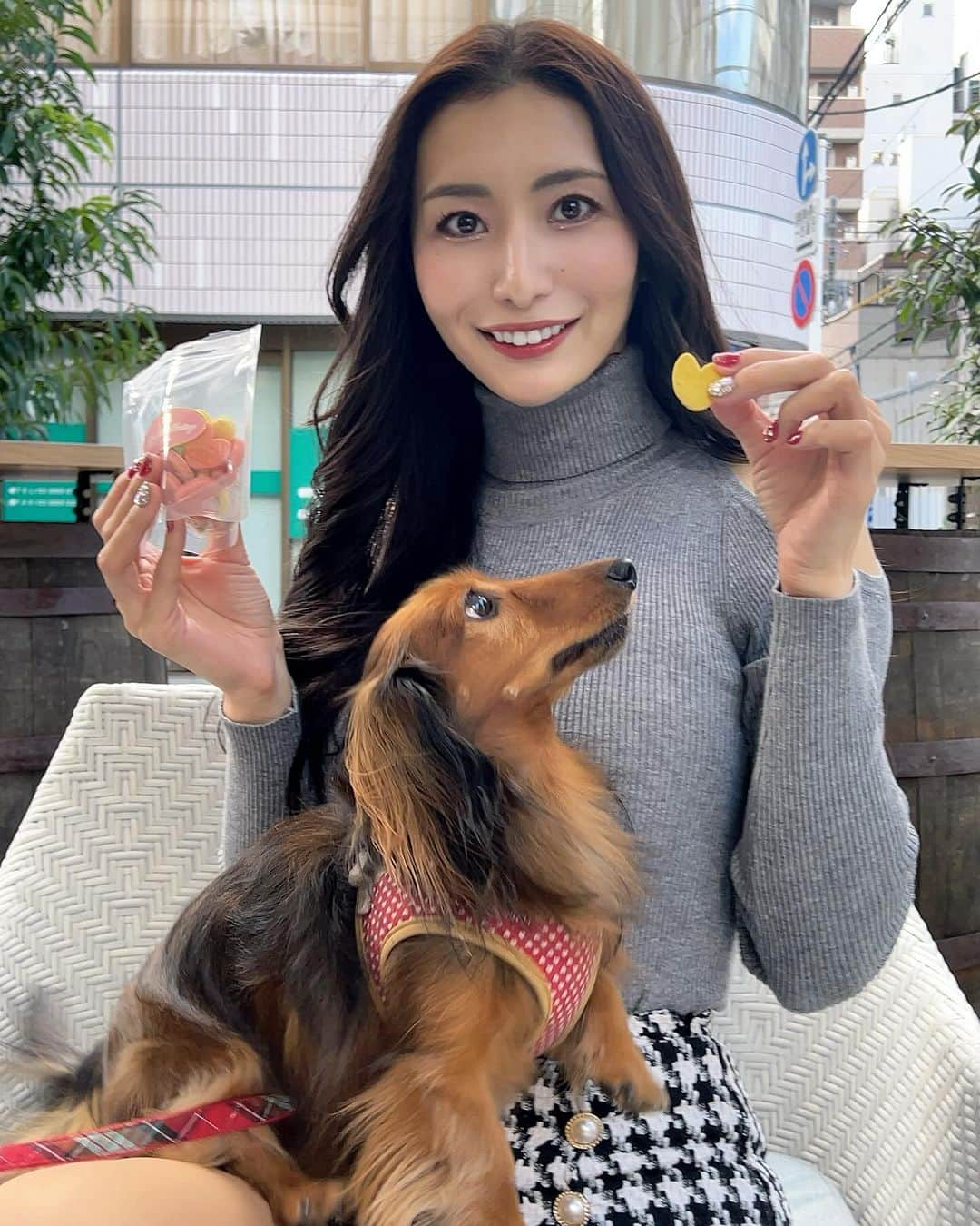 青山千夏さんのインスタグラム写真 - (青山千夏Instagram)「ゆうちゃん🐶 このクッキーめちゃくちゃ気に入ってる♥️ わんちゃんは色んなところ一緒に行けるからいいよねえ🫶🏻✨  #ダックス #ダックスフンド #カニンヘンダックス #カニンヘンダックスフンド #動物好き」11月19日 18時33分 - chinatsu_aoyama0819