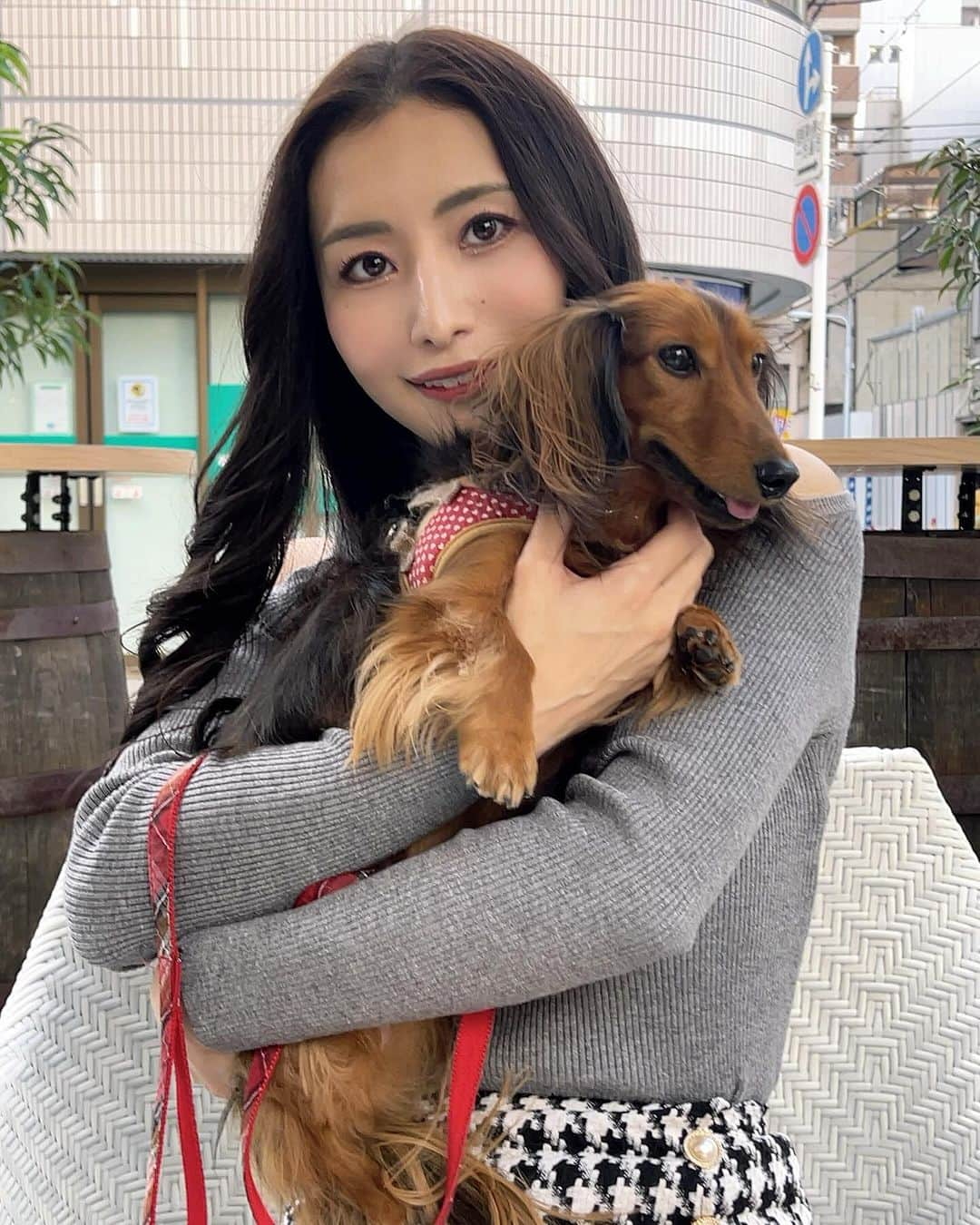 青山千夏さんのインスタグラム写真 - (青山千夏Instagram)「ゆうちゃん🐶 このクッキーめちゃくちゃ気に入ってる♥️ わんちゃんは色んなところ一緒に行けるからいいよねえ🫶🏻✨  #ダックス #ダックスフンド #カニンヘンダックス #カニンヘンダックスフンド #動物好き」11月19日 18時33分 - chinatsu_aoyama0819