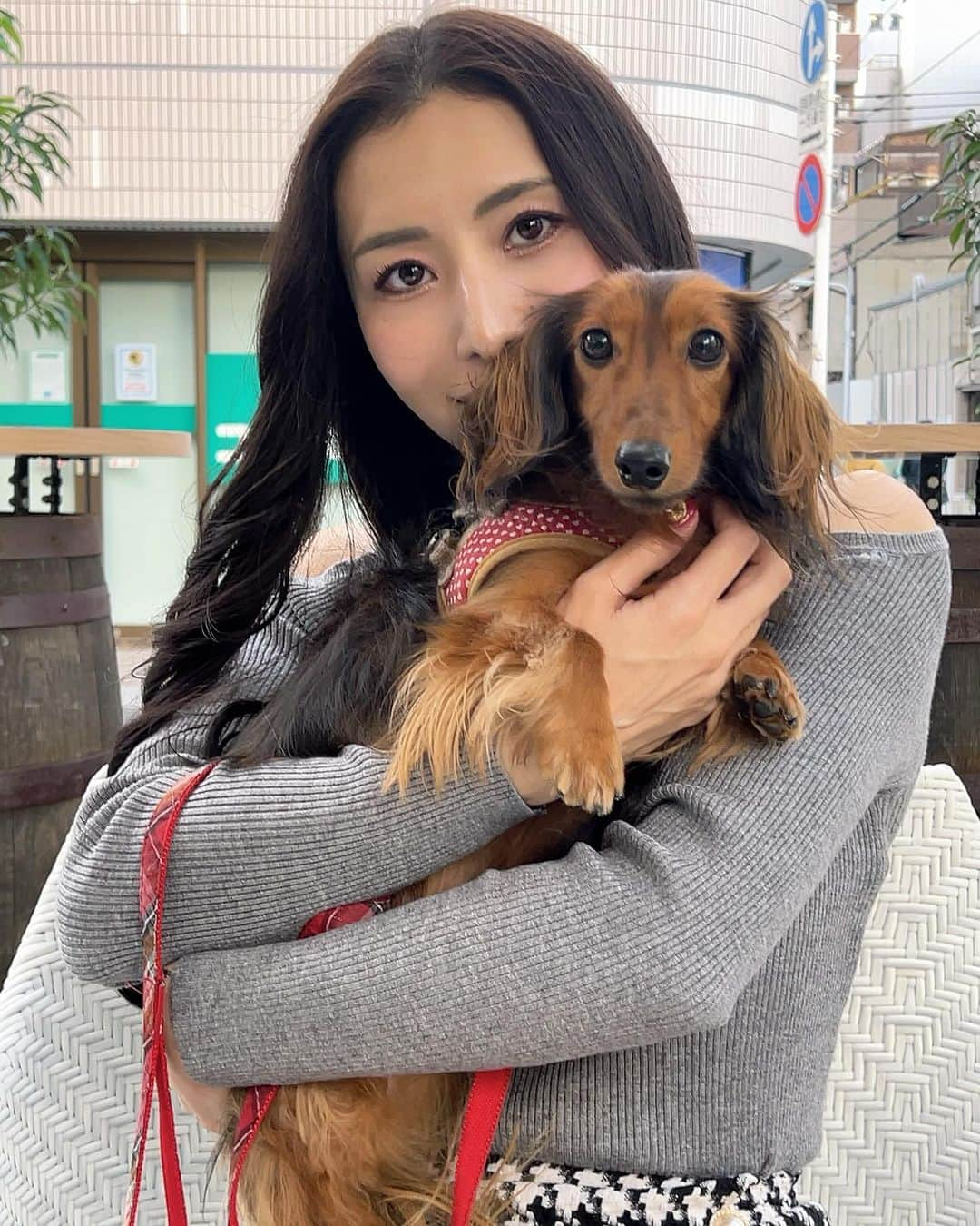 青山千夏さんのインスタグラム写真 - (青山千夏Instagram)「ゆうちゃん🐶 このクッキーめちゃくちゃ気に入ってる♥️ わんちゃんは色んなところ一緒に行けるからいいよねえ🫶🏻✨  #ダックス #ダックスフンド #カニンヘンダックス #カニンヘンダックスフンド #動物好き」11月19日 18時33分 - chinatsu_aoyama0819