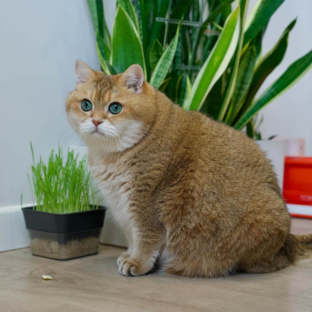 Hosicoさんのインスタグラム写真 - (HosicoInstagram)「Someone dropped a piece of butter here, what should I do? Here's the question! 🤔」11月19日 18時27分 - hosico_cat