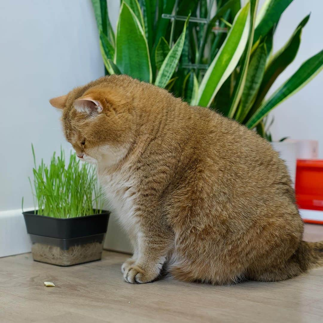 Hosicoさんのインスタグラム写真 - (HosicoInstagram)「Someone dropped a piece of butter here, what should I do? Here's the question! 🤔」11月19日 18時27分 - hosico_cat