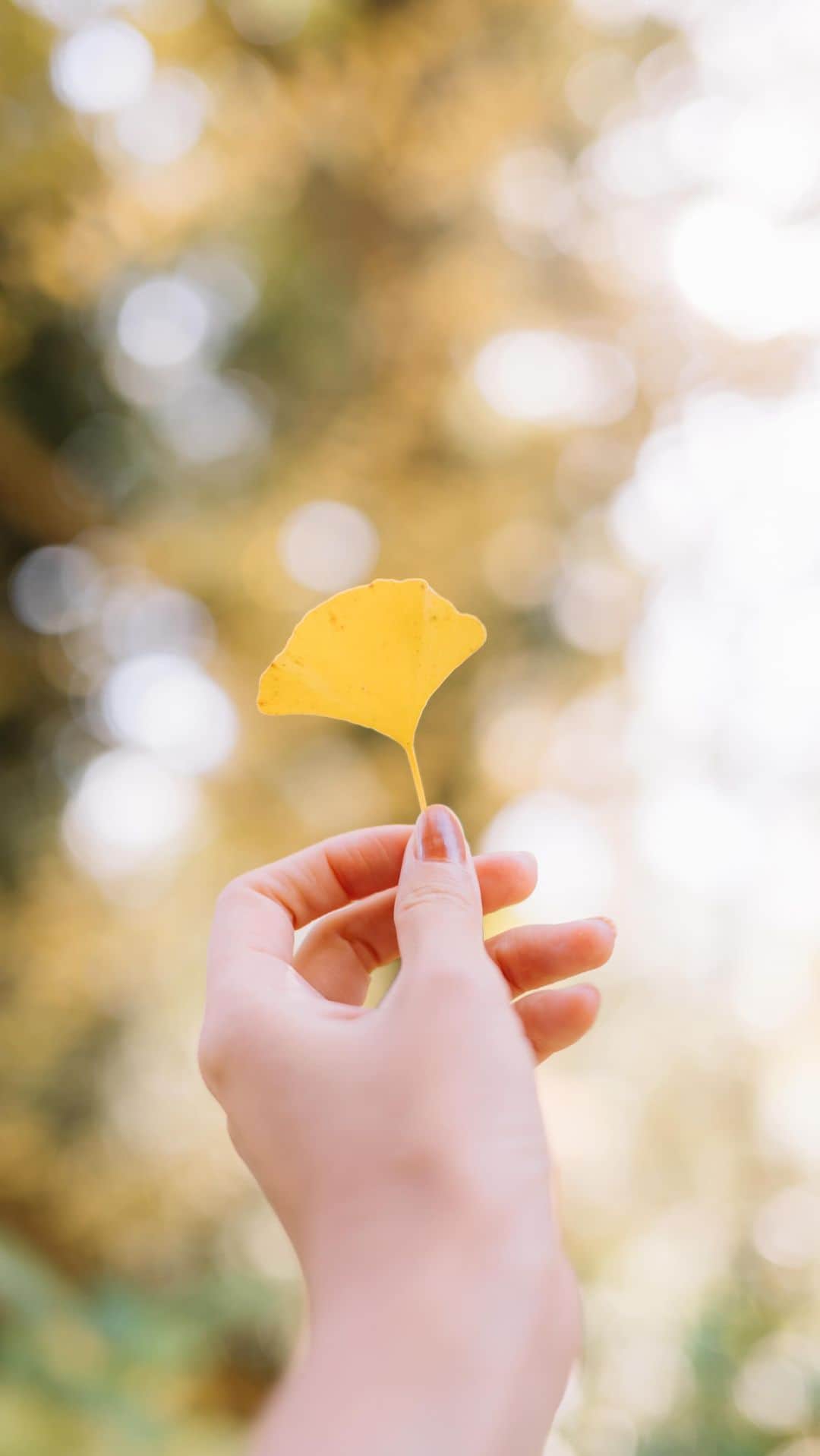 fuka_09のインスタグラム：「ある日の散策🍂 ⁡ ⁡ #Zf #Nikoncreators NIKKOR Z 40mm f/2 ⁡」