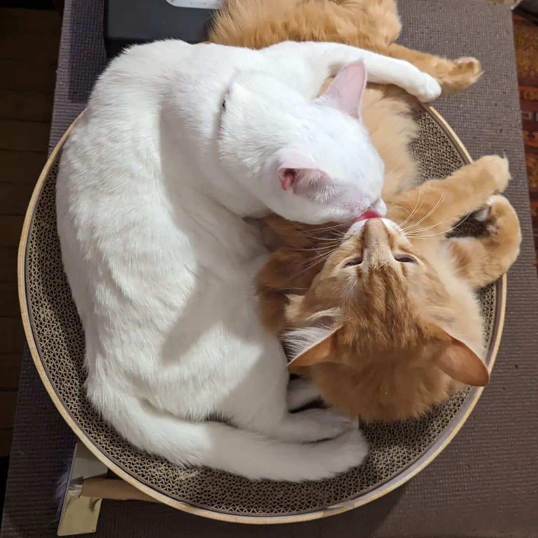 岡田屋鉄蔵のインスタグラム：「ぺろん」