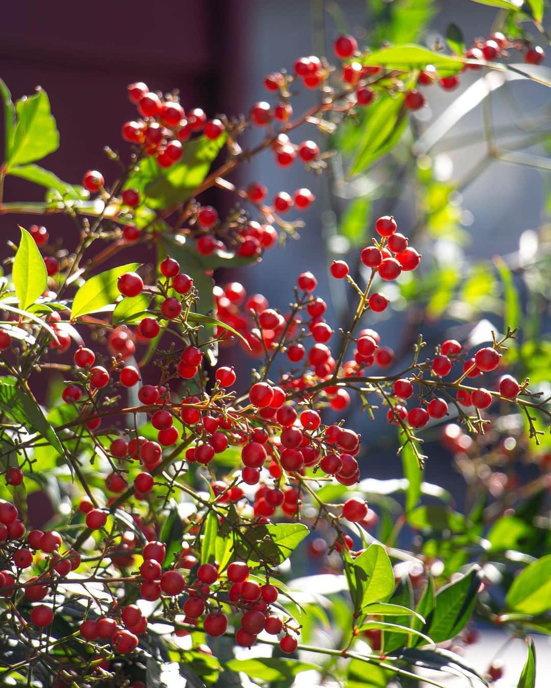 岡庭建設株式会社さんのインスタグラム写真 - (岡庭建設株式会社Instagram)「.   @fujimachi_terrace モデルハウスのお庭で 真っ赤に色づいていた南天を飾りました🌿 (ただ置いただけですが、いい感じです♡)   いよいよ11月も半ばを過ぎ 年末が見えてきました。   年内中に開催するイベントが出揃いましたので お知らせいたします♫      【イベント告知】  ▶︎ 11月25日(土)-26日(日) 東久留米の半平屋の家　完成お披露目会 ※新築戸建のお披露目会、年内ラストです！  ▶︎ 11月26日(日) 13：30-15：00［オンライン有］ 家づくり学校１時間目〜家づくりのはじめかた〜 ※年内ラストです！  ▶︎ 12月16日(土) 和國商店リノベーション完成お披露目会 〜#おかにわファミリー 限定、特別公開日〜 ※現在、猛烈にご案内状を作成中です🙇💨 イベントページはすでにホームページにて公開されておりますので気になっている"おかにわファミリー"(住まい手さま)の皆様、ぜひご予約くださいませ。  ▶︎ 12月17日(日)  #和國商店 リノベーション完成お披露目会 ※家づくりを検討中の方はこちらの日程でご予約くださいませ。 ※カフェのグランドオープンは来年1月を予定してます。  以上となります！ 　 詳しくは#岡庭建設 ホームページまで！  この機会をどうぞお見逃しなく✨  ･････････････････････････････････   《みんなでつくるいえ、みんなでまもるいえ。》  #東京都 西東京市 の地域工務店、岡庭建設です。  資料請求・お問い合わせ先は プロフィールのURLからどうぞ📩 ▶︎ @okaniwastyle   施工事例や住まい手さまの暮らしぶりが見れます📷 ▶︎ #岡庭建設 #okaniwastyle   リノベーションのご相談はこちら🏠 ▶︎ @okaniwa_reform_koubou   ･････････････････････････････････   #注文住宅 #分譲住宅 #家づくり#大工 #職人  #パッシブデザイン #自然素材の家 #無垢材 #無垢床   #木の家 #木造住宅 #自然素材  #戸建て #マイホーム計画 #建て替え  #土地探し中   #シンプルな家づくり #木のある暮らし  #設計士とつくる家 #工務店選び #マイホーム #見学会」11月19日 18時54分 - okaniwastyle
