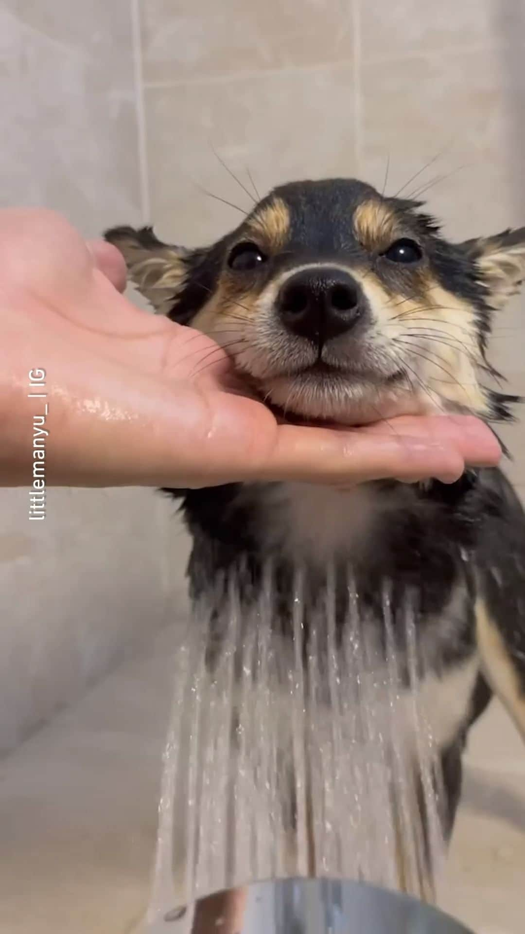 8crapのインスタグラム：「How to wash your doge 🛁 📹 @littlemanyu_ - #barked #dog #doggo #ShibaInu #Shiba」