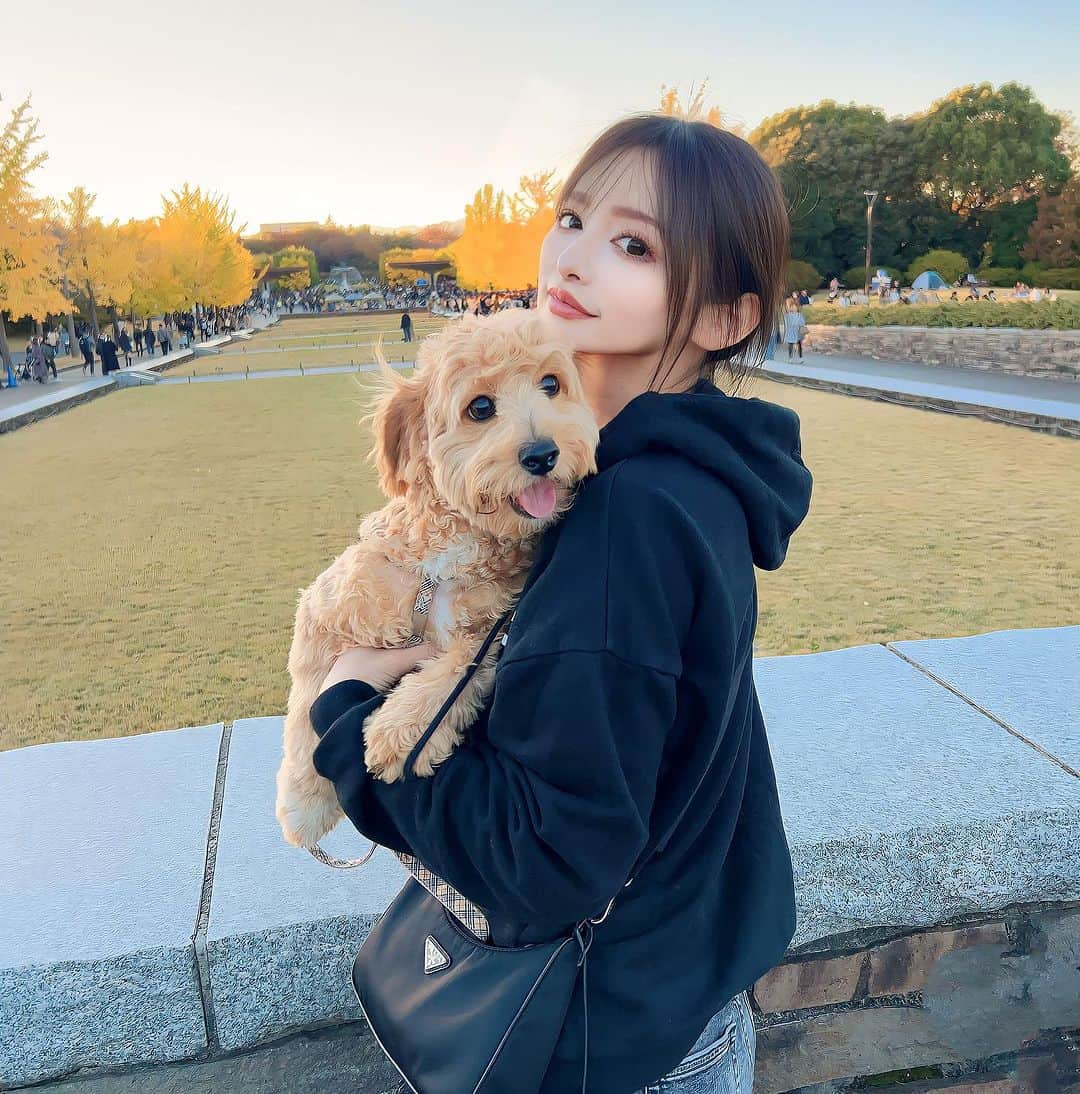 神子島みかのインスタグラム：「. ドッグランデビューで とんでもなく暴れ回ったぷうたほぴ🐕  どこへ行っても聞かれる 何犬ですか？  と…  #チワプー #パピー #ドッグラン #小型犬 #紅葉 #昭和記念公園」