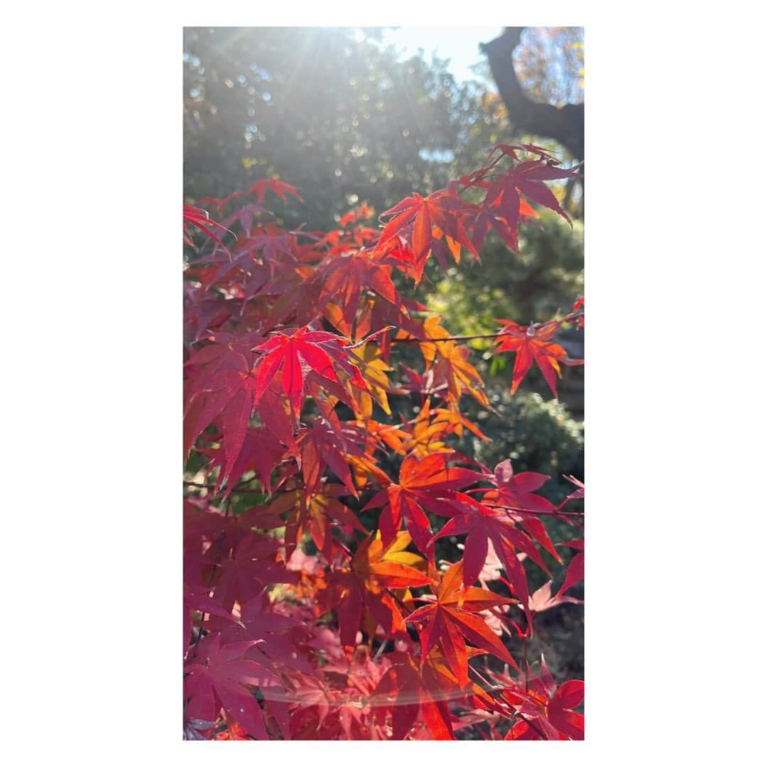 大久保涼香さんのインスタグラム写真 - (大久保涼香Instagram)「⁡ * * * 私の生まれた街  山梨県甲府市へ行ってきました！  1年ぶりの ほうとう 美味しかったなぁ。 ⁡ 親戚に 息子くん会わせられて良かった😌  いまかなりの渋滞にはまってるけどw🚗 日曜日の中央道は渋滞覚しなきゃでした… ⁡ ************************** #yamanashi #birthplace #kofucity #withmyson #sunnyday #hoto #親戚に会いに #生まれた街 #山梨 #甲府 #小作 #ほうとう #温まる #美味」11月19日 19時20分 - sayaka_okubo