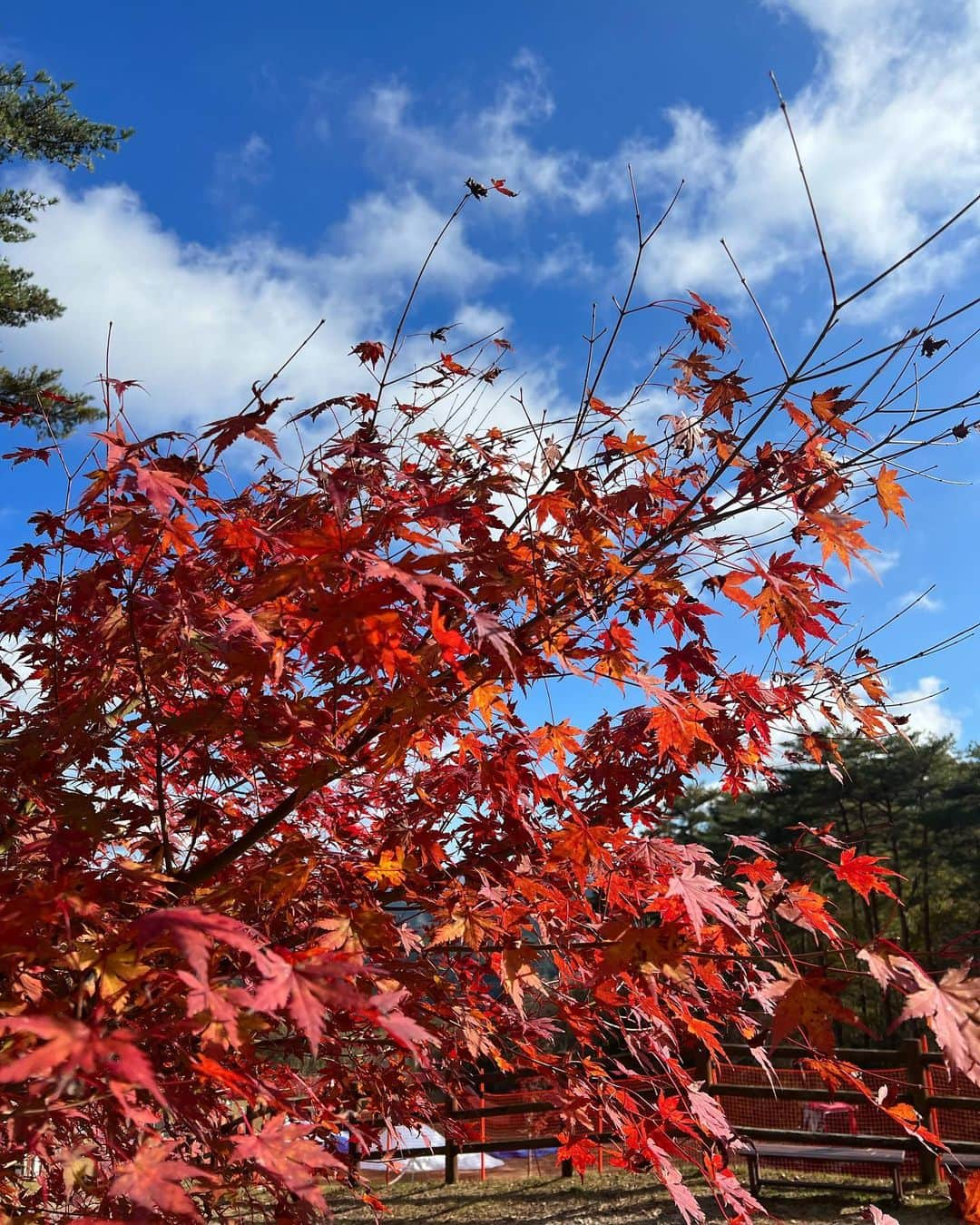 富田鈴花さんのインスタグラム写真 - (富田鈴花Instagram)「冬げっちゅ  #suzygram」11月19日 19時22分 - suzy.tomita