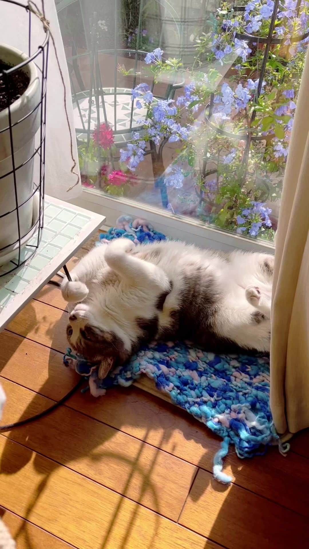 深町健二郎のインスタグラム：「午後の陽だまり。気持ちいいにゃ😽」