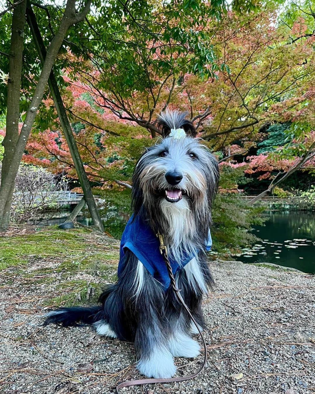 kei515yuのインスタグラム：「近くの大きな公園。 寒さは増ましたが、紅葉はもう少し先の様です。  #ビアデッドコリー #ビアディ #beardedcollie #akaribeardie #beardie #beardedcolliesofinstagram #puppydog #puppygram  #petscorner #insta_animaluy #dog_ofinstagram #insta_dogs #igdog #topdogphoto #repost_ezyjp #weeklyfluff #dog_features #excellent_dogs #pecoいぬ部 #飛鳥犬舎」