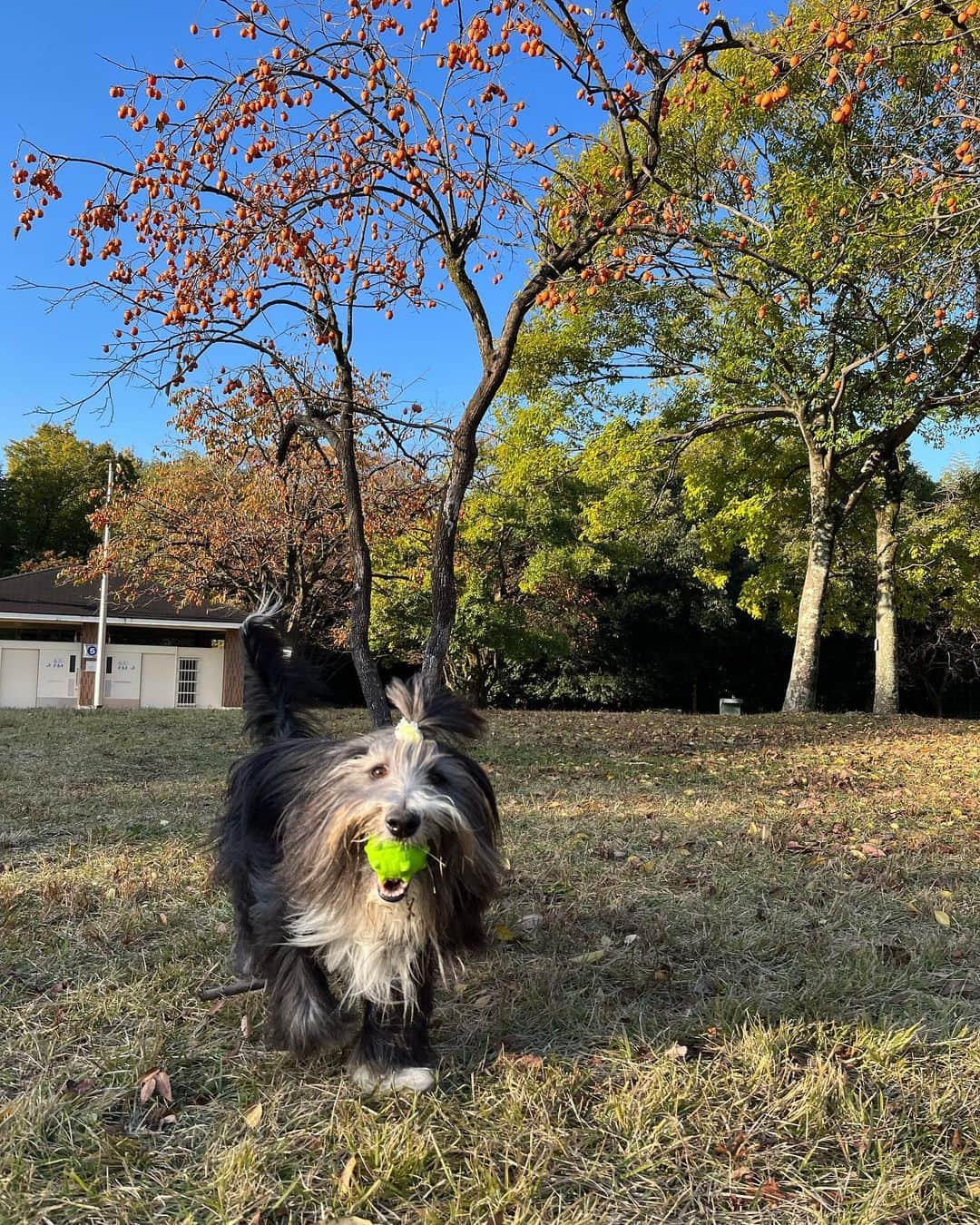 kei515yuさんのインスタグラム写真 - (kei515yuInstagram)「近くの大きな公園。 寒さは増ましたが、紅葉はもう少し先の様です。  #ビアデッドコリー #ビアディ #beardedcollie #akaribeardie #beardie #beardedcolliesofinstagram #puppydog #puppygram  #petscorner #insta_animaluy #dog_ofinstagram #insta_dogs #igdog #topdogphoto #repost_ezyjp #weeklyfluff #dog_features #excellent_dogs #pecoいぬ部 #飛鳥犬舎」11月19日 19時42分 - kei515yu