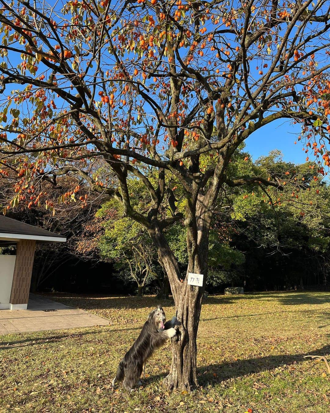 kei515yuさんのインスタグラム写真 - (kei515yuInstagram)「近くの大きな公園。 寒さは増ましたが、紅葉はもう少し先の様です。  #ビアデッドコリー #ビアディ #beardedcollie #akaribeardie #beardie #beardedcolliesofinstagram #puppydog #puppygram  #petscorner #insta_animaluy #dog_ofinstagram #insta_dogs #igdog #topdogphoto #repost_ezyjp #weeklyfluff #dog_features #excellent_dogs #pecoいぬ部 #飛鳥犬舎」11月19日 19時42分 - kei515yu