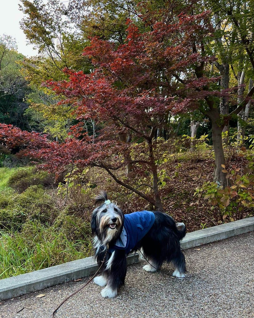 kei515yuさんのインスタグラム写真 - (kei515yuInstagram)「近くの大きな公園。 寒さは増ましたが、紅葉はもう少し先の様です。  #ビアデッドコリー #ビアディ #beardedcollie #akaribeardie #beardie #beardedcolliesofinstagram #puppydog #puppygram  #petscorner #insta_animaluy #dog_ofinstagram #insta_dogs #igdog #topdogphoto #repost_ezyjp #weeklyfluff #dog_features #excellent_dogs #pecoいぬ部 #飛鳥犬舎」11月19日 19時42分 - kei515yu