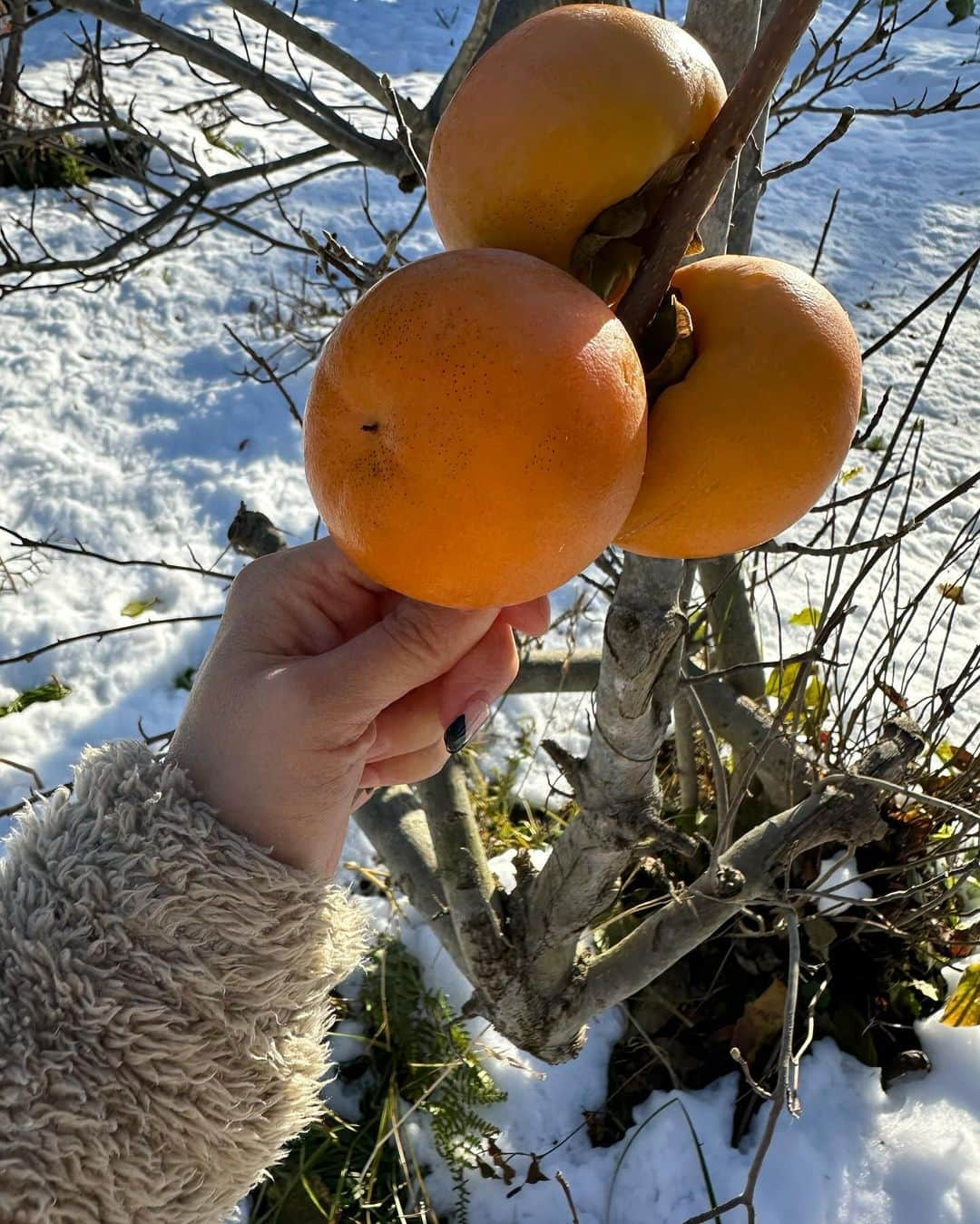 田中里依奈さんのインスタグラム写真 - (田中里依奈Instagram)「. 昨日の雪が積もったよ☃️ 今日は、良い天気で暑くて途中でフリース脱いじゃった。 残りの柿を全部収穫した🙌 3個つながってた➰ 白馬は寒いから、渋柿です。 焼酎で渋味を抜いて食べるのと、干し柿にして食べるのに分けたよ！ 今度帰って来て、干し柿食べるの楽しみ😋 . #渋柿#最後の収穫#自然農法#無農薬#オーガニック #白馬村#hakubavalley #hakuba#長野県 #雪が好き#冬の到来#次は年末年始かな」11月19日 19時55分 - riina_tanaka