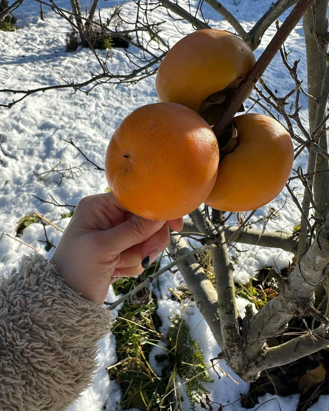 田中里依奈のインスタグラム：「. 昨日の雪が積もったよ☃️ 今日は、良い天気で暑くて途中でフリース脱いじゃった。 残りの柿を全部収穫した🙌 3個つながってた➰ 白馬は寒いから、渋柿です。 焼酎で渋味を抜いて食べるのと、干し柿にして食べるのに分けたよ！ 今度帰って来て、干し柿食べるの楽しみ😋 . #渋柿#最後の収穫#自然農法#無農薬#オーガニック #白馬村#hakubavalley #hakuba#長野県 #雪が好き#冬の到来#次は年末年始かな」