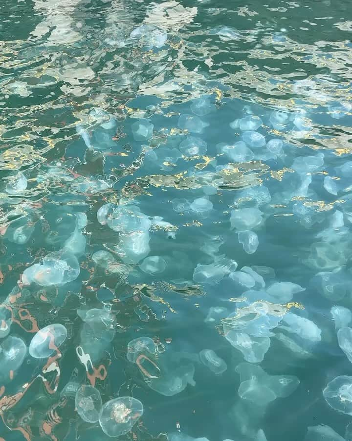 半田悠人のインスタグラム：「今日は釣りました🐟 東京湾はクラゲがたくさん。海水温が高いかららしいです。」