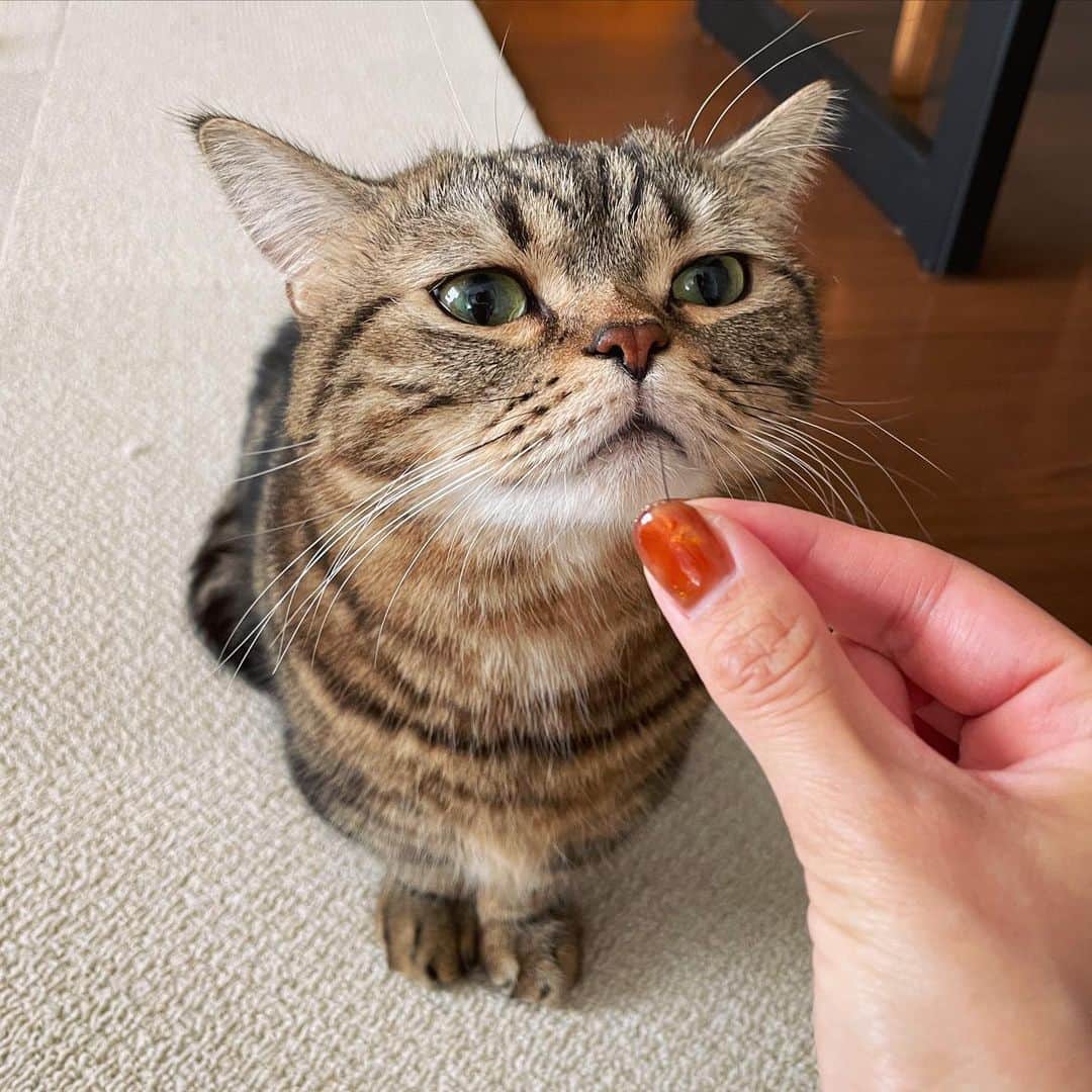 のインスタグラム：「分かりづらいんだけど、メルの真っ黒なお髭が抜けてた〜😸🖤 前から真っ黒な髭あるなぁ…って思ってたんだけど、今日拾いました🥰 ちなみによく見るとまだ生えてるから、探してみてね！笑  #短足マンチカンのプリンとメル #マンチカン #茶トラ #キジトラ #短足 #短足マンチカン #子猫 #ねこ部 #cat #munchkincat #catstagram #ilovecat #ふわもこ部 #catloversclub #munchkinlovers #catsofinstagram #にゃんすたぐらむ #ねこのいる生活 #猫好きさんと繋がりたい」