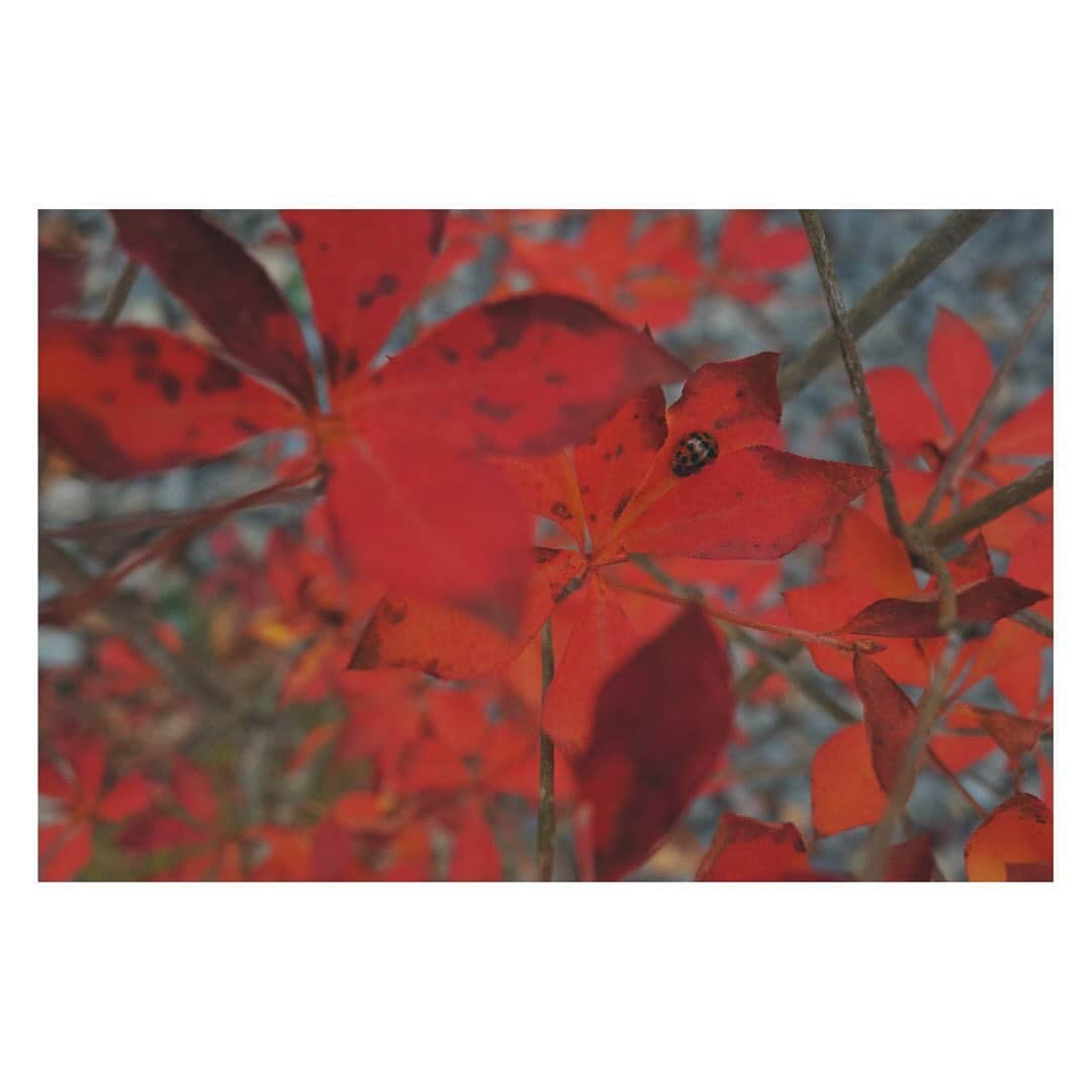 弥香さんのインスタグラム写真 - (弥香Instagram)「🍁🍁🍁 11月のあたま 長野の山はとっても鮮やかだった 京都はまだこれからって感じ　 11月は もう20日だと知り 早さに驚く 朝のヨガタイムのおかげで 身体バランスはいいかんじ 食事もバランスを 食物繊維とタンパク質と油分を心がけて 偏りすぎないように 調子良き よきよき 毎晩ビールのむが お酢ものむ いい感じ」11月19日 21時56分 - micanjuice