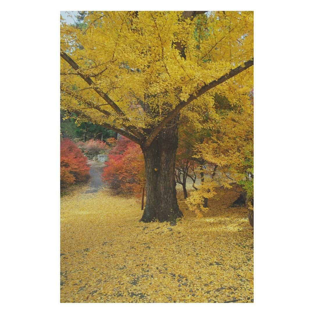 弥香さんのインスタグラム写真 - (弥香Instagram)「🍁🍁🍁 11月のあたま 長野の山はとっても鮮やかだった 京都はまだこれからって感じ　 11月は もう20日だと知り 早さに驚く 朝のヨガタイムのおかげで 身体バランスはいいかんじ 食事もバランスを 食物繊維とタンパク質と油分を心がけて 偏りすぎないように 調子良き よきよき 毎晩ビールのむが お酢ものむ いい感じ」11月19日 21時56分 - micanjuice