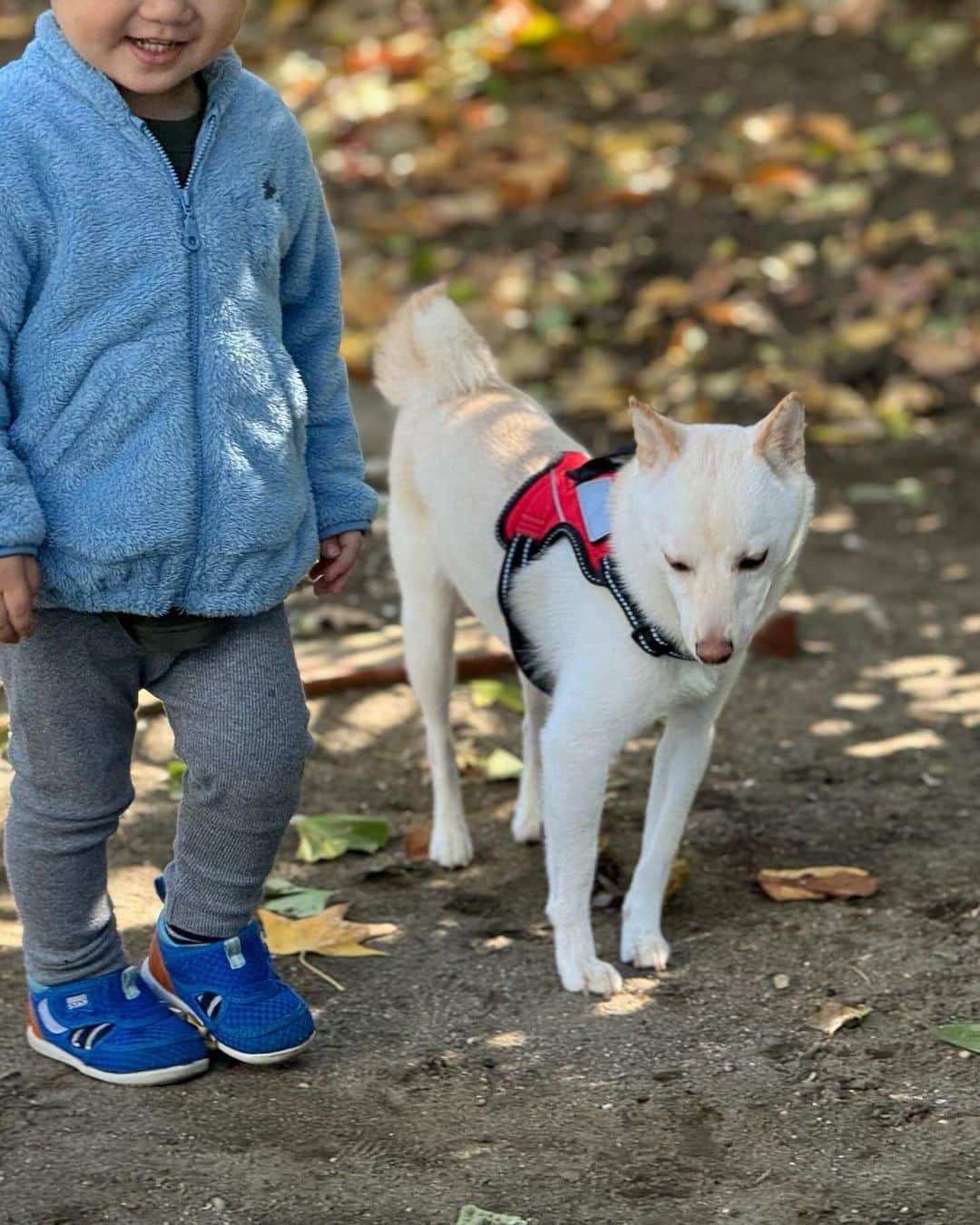 かまいたち山内と、猫たちさんのインスタグラム写真 - (かまいたち山内と、猫たちInstagram)「🙋‍♀️ 次男にドッグランの使い方を教えていました🐕 にこにこむぎちゃんです🐕 #豆柴」11月19日 22時09分 - kamaitachi.neko.6.neko