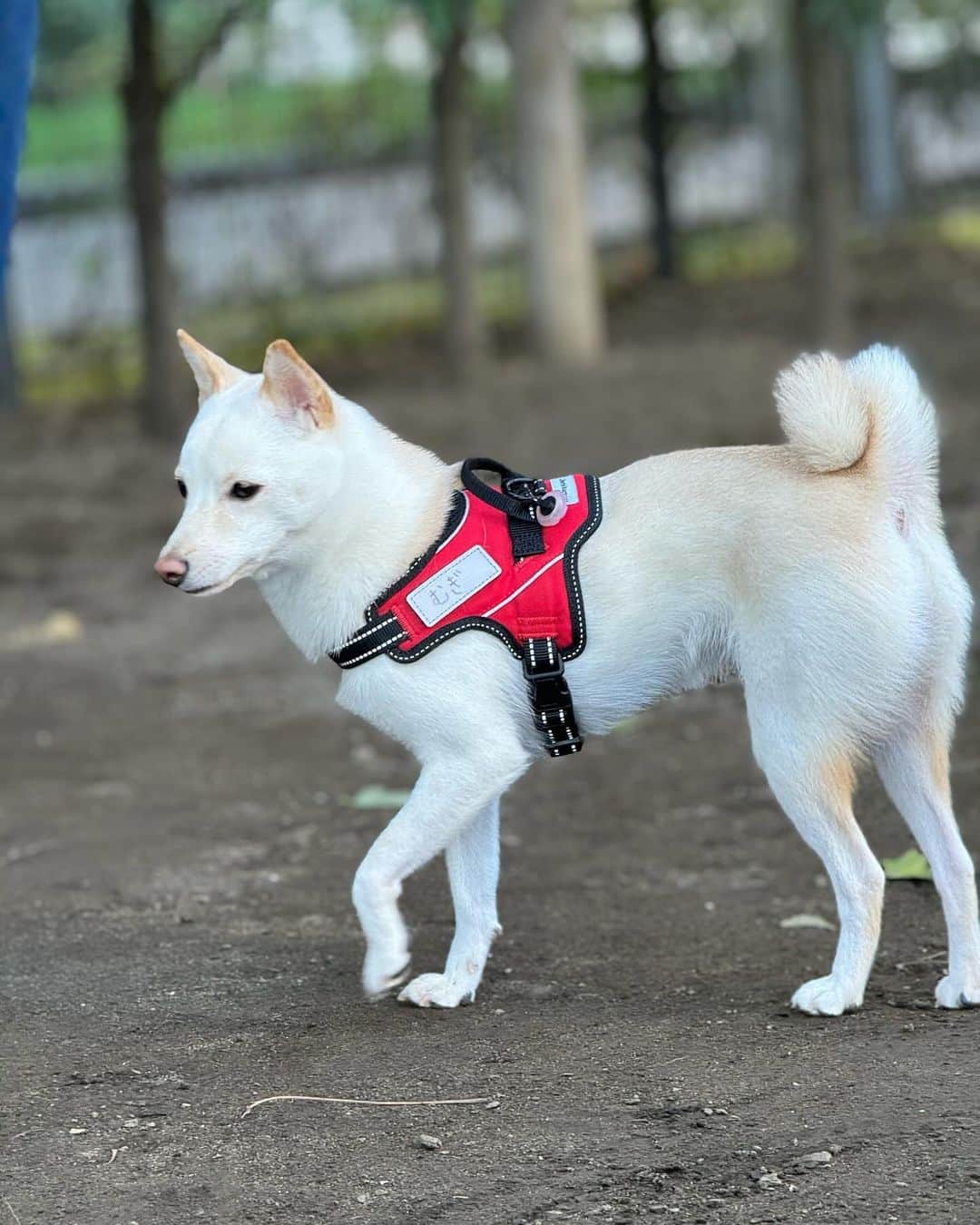 かまいたち山内と、猫たちさんのインスタグラム写真 - (かまいたち山内と、猫たちInstagram)「🙋‍♀️ 次男にドッグランの使い方を教えていました🐕 にこにこむぎちゃんです🐕 #豆柴」11月19日 22時09分 - kamaitachi.neko.6.neko