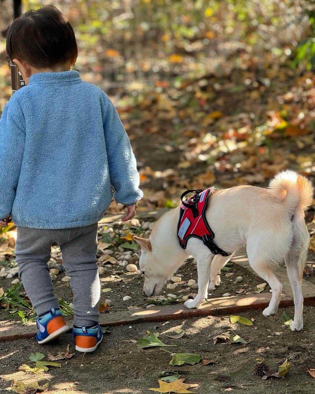 かまいたち山内と、猫たちさんのインスタグラム写真 - (かまいたち山内と、猫たちInstagram)「🙋‍♀️ 次男にドッグランの使い方を教えていました🐕 にこにこむぎちゃんです🐕 #豆柴」11月19日 22時09分 - kamaitachi.neko.6.neko