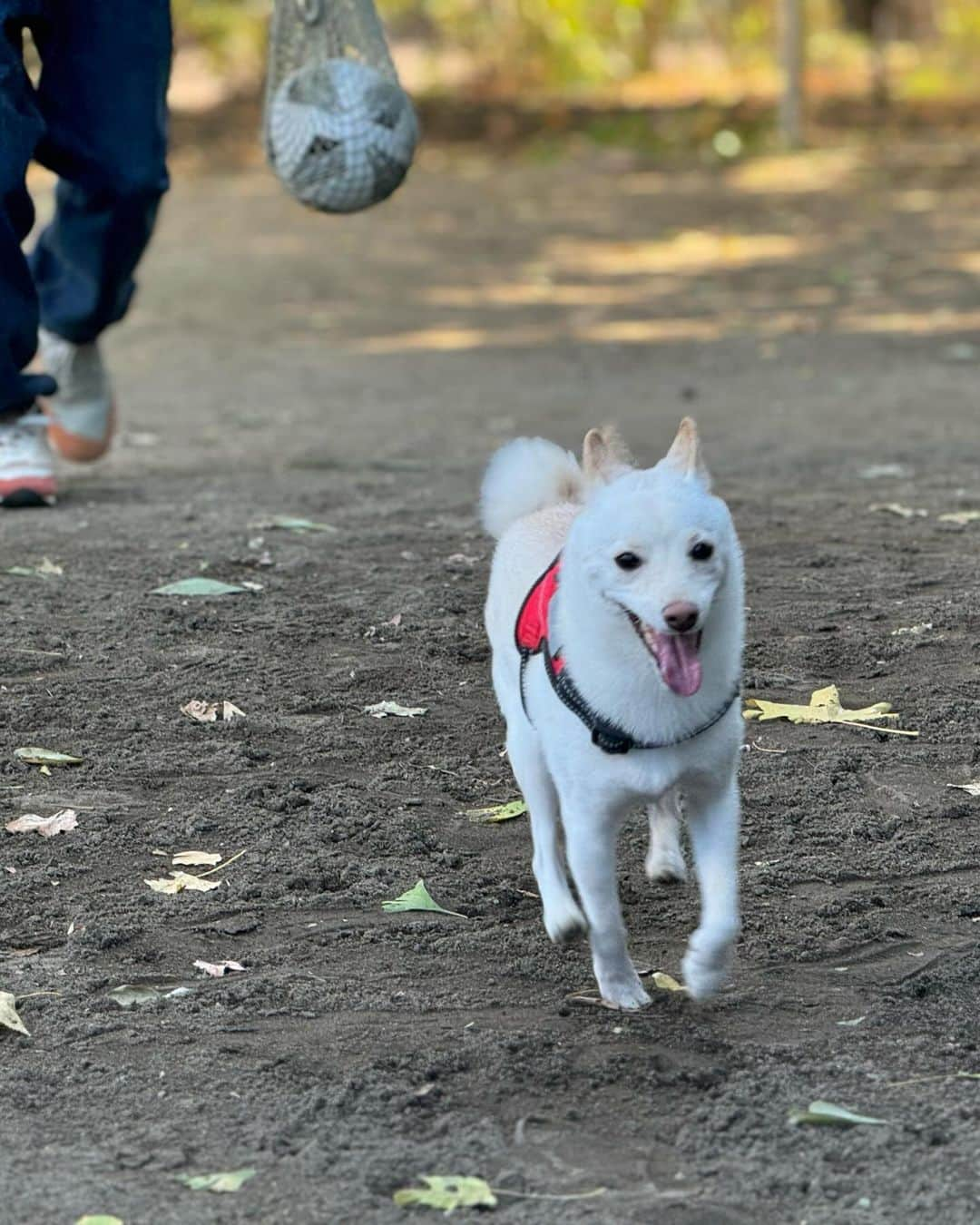 かまいたち山内と、猫たちのインスタグラム：「🙋‍♀️ 次男にドッグランの使い方を教えていました🐕 にこにこむぎちゃんです🐕 #豆柴」