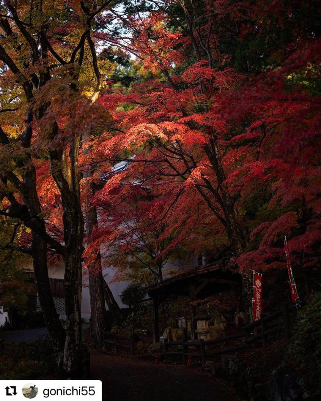 Gero City【下呂市公式アカウント】のインスタグラム：「#Repost @gonichi55 with @use.repost ・・・ 温泉寺 朝陽の紅葉ライトアップ  夜のライトアップは 雨&寒くて 撮れなかったので 早朝に撮りに行きました😊  夜のライトアップに負けないくらい綺麗だった🤩  ﾟ+｡*ﾟ+｡｡+ﾟ*｡+ﾟ ﾟ+｡*ﾟ+｡｡+ﾟ*｡+ﾟ ﾟ+｡*ﾟ+⠀ ⠀ I'm posting a landscape photo that impressed me. Please follow me from my profile.⠀ ⠀ → @gonichi55⠀  ﾟ+｡*ﾟ+｡｡+ﾟ*｡+ﾟ ﾟ+｡*ﾟ+｡｡+ﾟ*｡+ﾟ ﾟ+｡*ﾟ+⠀ ⠀ △▼△▼△▼△▼△▼△▼△▼△▼△▼⠀ ⠀ location:岐阜県下呂市温泉寺 date:2023.11 camera:Z8 NIKKOR Z 50mm f/1.2 S⠀ #nikoncreators #nikoncreators_2023morningandnight ⠀ ⠀ △▼△▼△▼△▼△▼△▼△▼△▼△▼ #下呂温泉  #gifusta ⠀ #gifuebooks ⠀ #岐阜県インスタ部  #ミナモジェニック  #gerostagram  #東京カメラ部  #photo_travelers  #visit_tokai  #japantravelgallery  #photo_shorttrip  #岐阜インスタ部  #japantravelphoto  #daily_photo_jpn  #mf_landscape  #art_of_japan_  #histrip_japan  #sorakataphoto  #visitjapanjp  #こころから  #ptk_japan  #team_jp_  #love_bestjapan  #raw_japan  #bestjapanpics  #japantravelgallery  #deaf_b_j_  #Lovers_nippon」