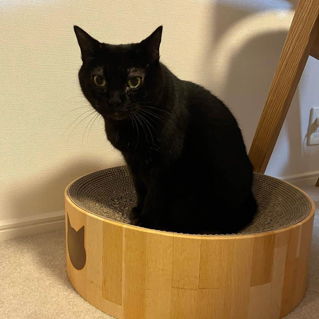 白石一文さんのインスタグラム写真 - (白石一文Instagram)「最近のうちの黒猫。#黒猫 #くろねこ」11月19日 22時18分 - s.kazu2017