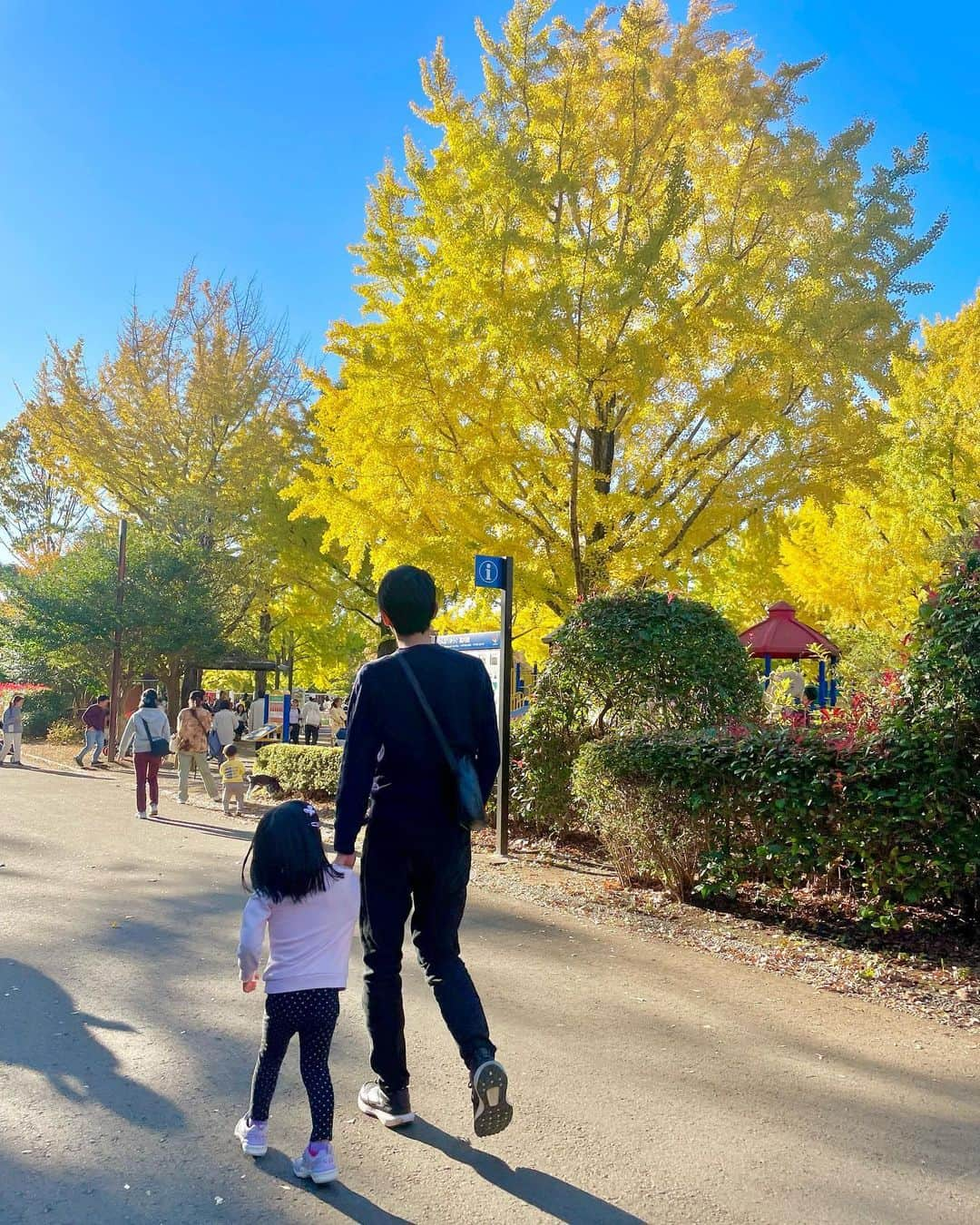 上杉桜子さんのインスタグラム写真 - (上杉桜子Instagram)「昭和記念公園に行ってきました！ 黄金色のイチョウ並木が圧巻でした🍁 広場で凧あげやシャボン玉をしたり、のんびり寝転がったり、リフレッシュできました😌  #昭和記念公園 #紅葉狩り #イチョウ並木 #凧あげ日和 #家族のんびり休日 #4歳女の子 #9ヶ月男の子」11月19日 22時47分 - sakurakouesugi