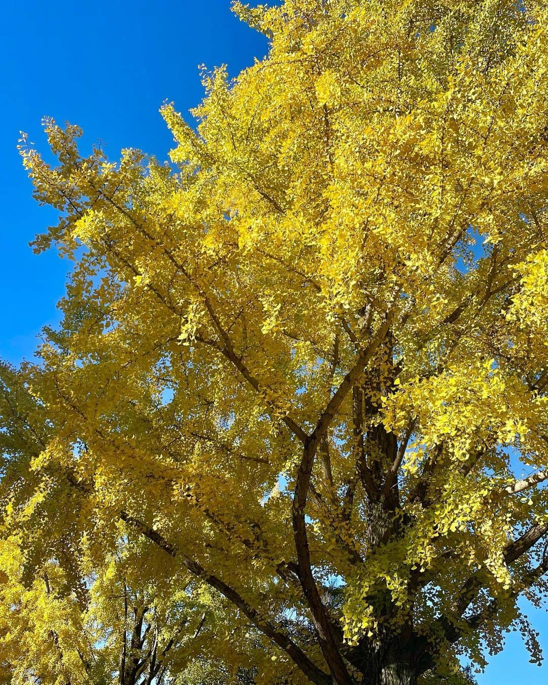 上杉桜子さんのインスタグラム写真 - (上杉桜子Instagram)「昭和記念公園に行ってきました！ 黄金色のイチョウ並木が圧巻でした🍁 広場で凧あげやシャボン玉をしたり、のんびり寝転がったり、リフレッシュできました😌  #昭和記念公園 #紅葉狩り #イチョウ並木 #凧あげ日和 #家族のんびり休日 #4歳女の子 #9ヶ月男の子」11月19日 22時47分 - sakurakouesugi