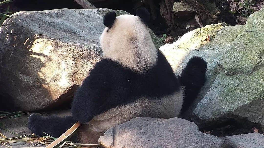 iPandaのインスタグラム：「The flexibility of this panda is really beyond my imagination. What a natural dancer! (Pan Qing) 🐼 🐼 🐼 #Panda #iPanda #Cute #HiPanda #CCRCGP  For more panda information, please check out: https://en.ipanda.com」