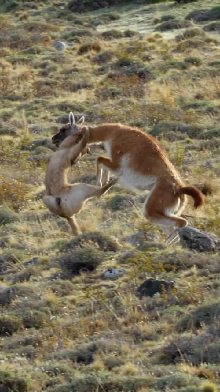 ナショナルジオグラフィックのインスタグラム：「Wildlife filmmaker @bertiegregory shares not only what he was thinking when filming Petaka the puma taking on a guanaco near Torres del Paine National Park, in Chile, but also an exciting update about Petaka and her cubs!  “When watching predator versus prey, we humans often side with the underdog. Usually that’s the prey, as predators are often larger and much better armed: polar bears hunting seals, lions hunting gazelles, leopard seals hunting penguins, to give a few examples. Pumas and guanacos, however, are very evenly matched, and this leads to some spectacular showdowns. What really struck me about watching this hunt was the unbelievable physicality and risk-taking shown by Petaka. Despite being thrown off over and over, she kept going. Having successfully hunted, she must then do this all over again—roughly every two weeks, for her entire life.  For those of you who followed Petaka’s dramatic struggle to raise her cubs in ‘Animals Up Close With Bertie Gregory,’ I’m excited to say that Petaka’s cubs Frost and Breeze successfully reached independence and are now off on their own. They will have to master the guanaco takedown themselves. Petaka has been seen mating with a couple of different males, meaning that in a few months’ time, she’ll hopefully have another litter!” #OnlyNatGeo  Watch #AnimalsUpClose now streaming on @disneyplus to learn more about Petaka, her cubs, and other incredible wildlife.  Video by @bertiegregory and @john_shier」