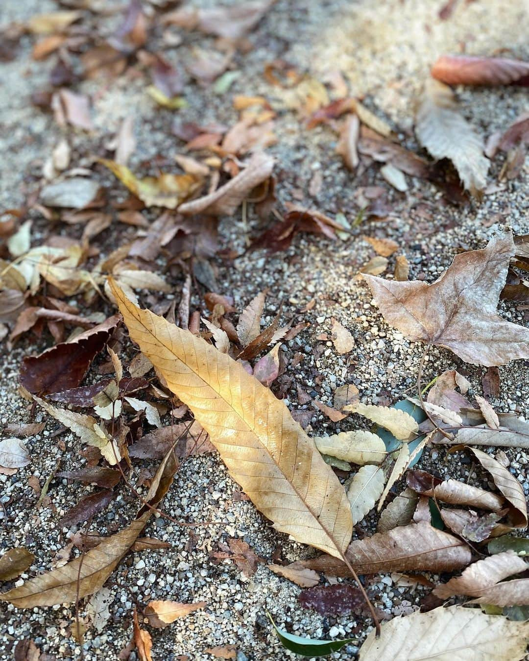 石川マリーさんのインスタグラム写真 - (石川マリーInstagram)「家族で公園な日🫶🏻 公園もすっかり秋冬な雰囲気になってきた🍁  どんぐりを拾ったり、落ち葉を踏んだり 今の季節だからこそ出来る遊び方をする娘👧🏻 なんかこういうの…いいね😌✨  いつもはママと二人だけれど パパが一緒だととっても嬉しそう🎶  それもそのはず！！最近パパへの愛が止まらず ますますパパ大好き＆甘えん坊になっているの🤭💕  👨🏻❤️👧🏻 ． ． ． ． ． ． ． #公園 #日曜日 #休日 #家族 #こどものいる暮らし #子供のいる暮らし #2歳  #女の子 #ママ #ママライフ #女の子ママ #アラフォーママ #大阪ママ #関西ママ #ママスタグラム」11月20日 0時03分 - marieishikawa