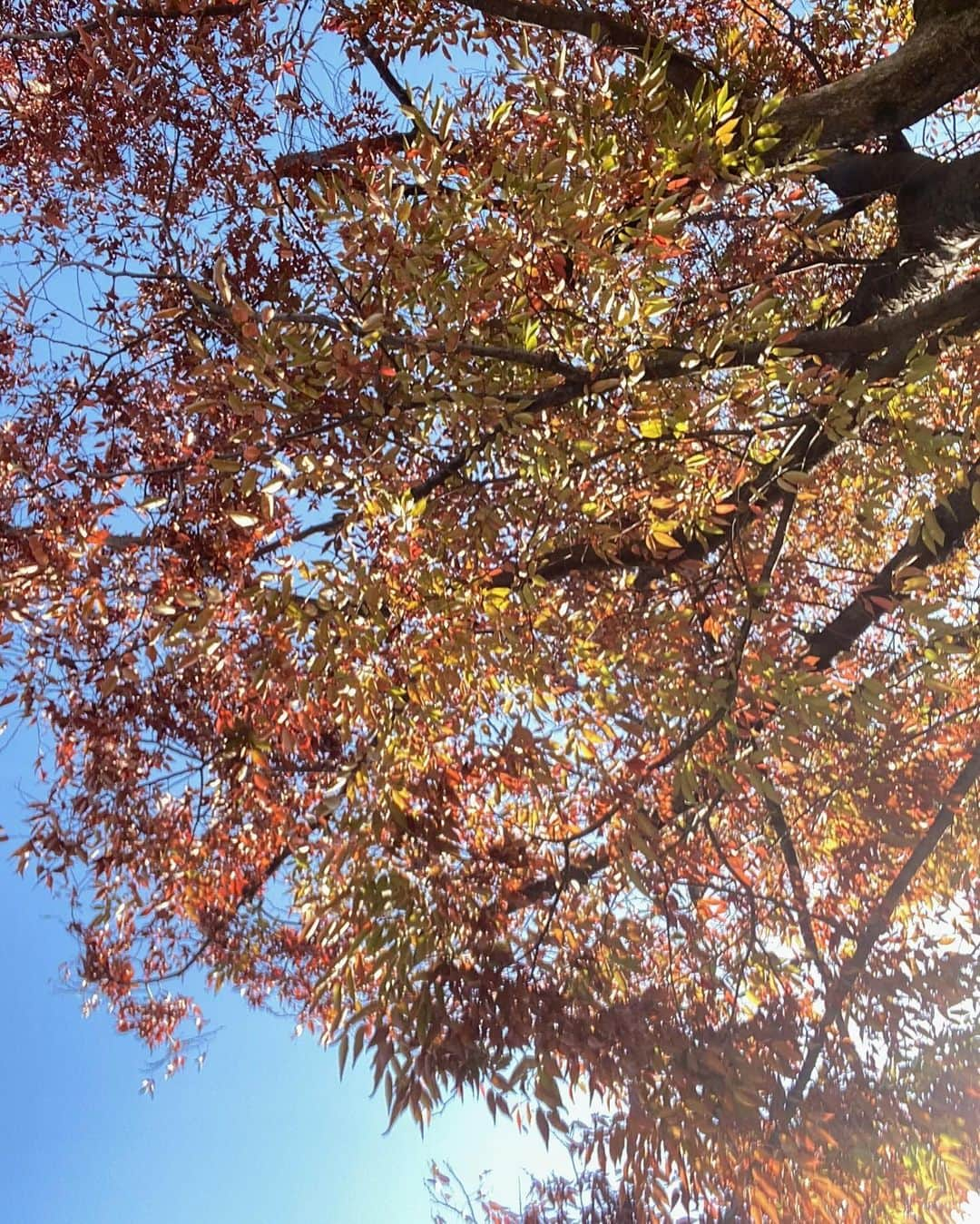 石川マリーさんのインスタグラム写真 - (石川マリーInstagram)「家族で公園な日🫶🏻 公園もすっかり秋冬な雰囲気になってきた🍁  どんぐりを拾ったり、落ち葉を踏んだり 今の季節だからこそ出来る遊び方をする娘👧🏻 なんかこういうの…いいね😌✨  いつもはママと二人だけれど パパが一緒だととっても嬉しそう🎶  それもそのはず！！最近パパへの愛が止まらず ますますパパ大好き＆甘えん坊になっているの🤭💕  👨🏻❤️👧🏻 ． ． ． ． ． ． ． #公園 #日曜日 #休日 #家族 #こどものいる暮らし #子供のいる暮らし #2歳  #女の子 #ママ #ママライフ #女の子ママ #アラフォーママ #大阪ママ #関西ママ #ママスタグラム」11月20日 0時03分 - marieishikawa