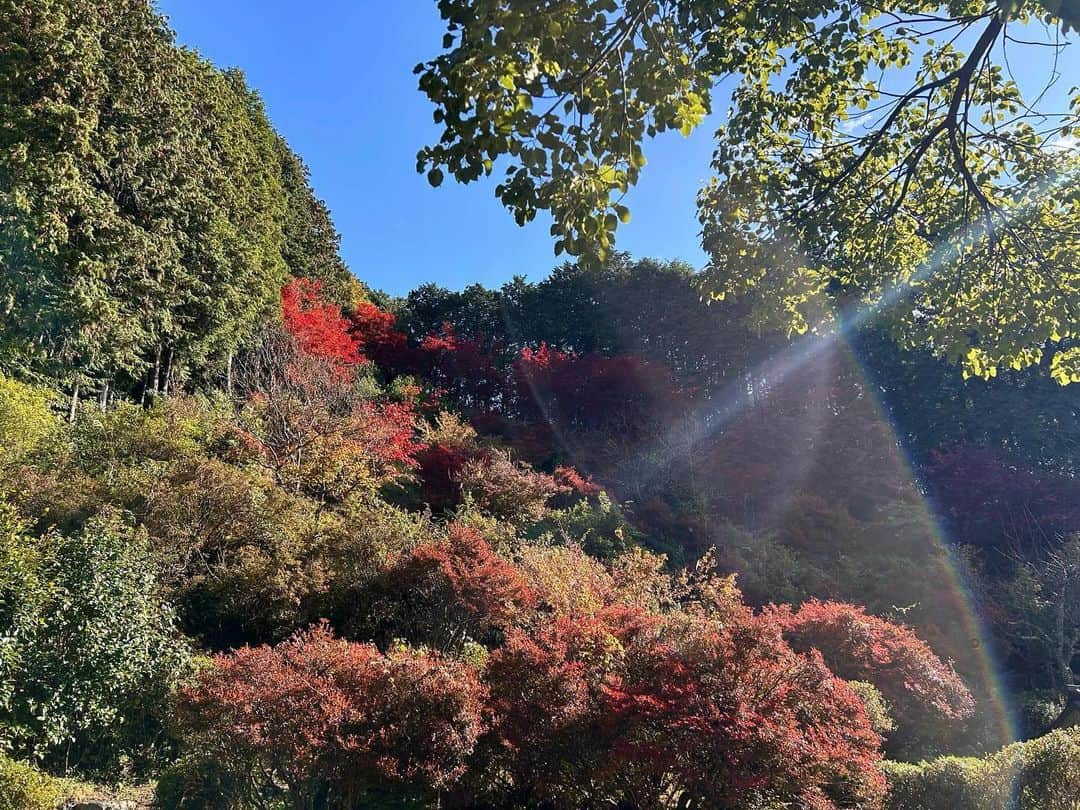 八、おこめさんのインスタグラム写真 - (八、おこめInstagram)「秋の見仏🍁 ① @tasshinji #達身寺 茅葺き屋根の風情ある本堂 ２つある宝物殿で奥の方にある宝物殿の戸を開けると 見上げるほどの大きく立派な本尊・阿弥陀如来坐像と 左脇侍の十一面観音坐像、右脇侍の薬師如来坐像が並んでいる🙏✨鎌倉初期の制作とされている。 お父はんとしばらく仏像さんに見入ってしまってゆっくりしすぎたくらい素敵だった❣️ 住職さんご家族も気さくにお話して下さりとても楽しい見仏でした🙏 お庭もとても素敵で、綺麗にお手入れされていて紅葉もとてもキレイでした〜✨ お父はんも楽しそうに写真パシャパシャ撮ってたな 住職さんがおすすめの時間帯は夕方で、夕日に照らされた紅葉がとても美しいそうです✨ 水仙もカタクリもコスモスの時期もまた行きたいな〜♩ この日の私の最大のミスは、見仏記でMJとせいこうさんが来たお寺さんて知ってたのにセイチャン連れてくの忘れたことーーー💦次回は必ずセイチャンも連れてく！！ 仏像さん達が素敵すぎるんで❣️ぜひたくさんの人に見仏して頂きたいです🙏 (※仏像のお写真はHPよりお借りしました以下HPより) 奈良時代に行基によって開創されと言われていて 謎が多く残る、丹波地域で最も古いお寺の一つと言われています。 別名「丹波の正倉院」の名を持ち 平安・鎌倉時代の仏像80余体を所蔵し、そのうち12体が国の重要文化財、34体が県の文化財に指定されています。 #西国四十九薬師霊場 #丹波古刹十五ヶ寺霊場 #見仏 #古刹 #仏像 #宇野の神社仏閣巡り #丹波市 #寺 #お寺さん」11月20日 0時03分 - naomiuno