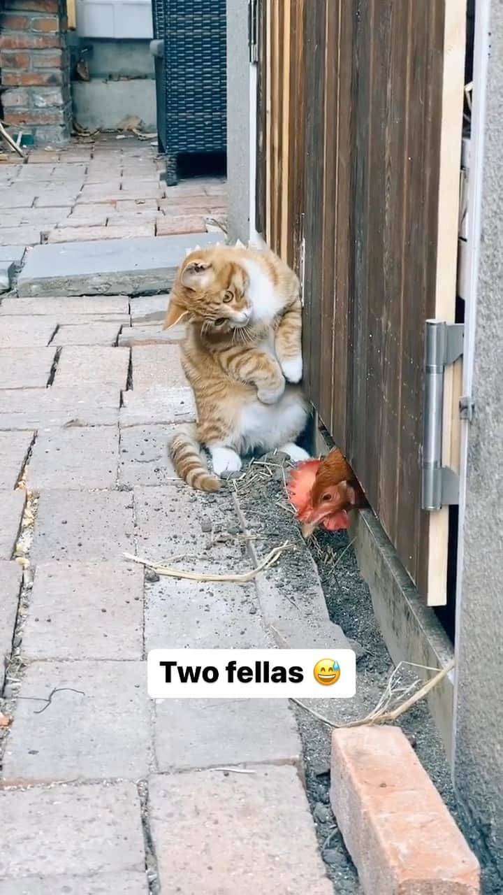 Cute Pets Dogs Catsのインスタグラム：「Two fellas 😅  Credit: adorable @🍒～懒猫～🍒 | DY ** For all crediting issues and removals pls 𝐄𝐦𝐚𝐢𝐥 𝐮𝐬 ☺️  𝐍𝐨𝐭𝐞: we don’t own this video/pics, all rights go to their respective owners. If owner is not provided, tagged (meaning we couldn’t find who is the owner), 𝐩𝐥𝐬 𝐄𝐦𝐚𝐢𝐥 𝐮𝐬 with 𝐬𝐮𝐛𝐣𝐞𝐜𝐭 “𝐂𝐫𝐞𝐝𝐢𝐭 𝐈𝐬𝐬𝐮𝐞𝐬” and 𝐨𝐰𝐧𝐞𝐫 𝐰𝐢𝐥𝐥 𝐛𝐞 𝐭𝐚𝐠𝐠𝐞𝐝 𝐬𝐡𝐨𝐫𝐭𝐥𝐲 𝐚𝐟𝐭𝐞𝐫.  We have been building this community for over 6 years, but 𝐞𝐯𝐞𝐫𝐲 𝐫𝐞𝐩𝐨𝐫𝐭 𝐜𝐨𝐮𝐥𝐝 𝐠𝐞𝐭 𝐨𝐮𝐫 𝐩𝐚𝐠𝐞 𝐝𝐞𝐥𝐞𝐭𝐞𝐝, pls email us first. **」