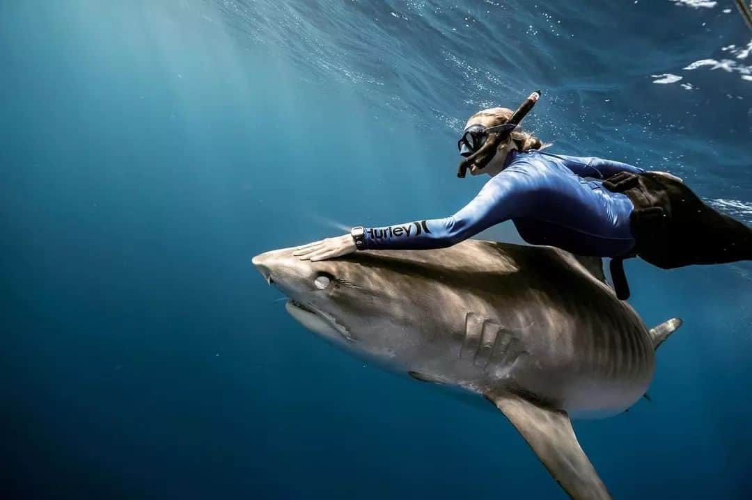 フリースタイルのインスタグラム：「From deep sea dives to coastline vibes with @freestylewatches 🤿🌊    🦈: #sharkwatch Orca 📷: @emmalstanfield _ #myfreestylewatch #underwaterlife  #sharkweek #dive #sharkdiving #underthesea #swimmingwithsharks #sharklovers #watchoftheday」