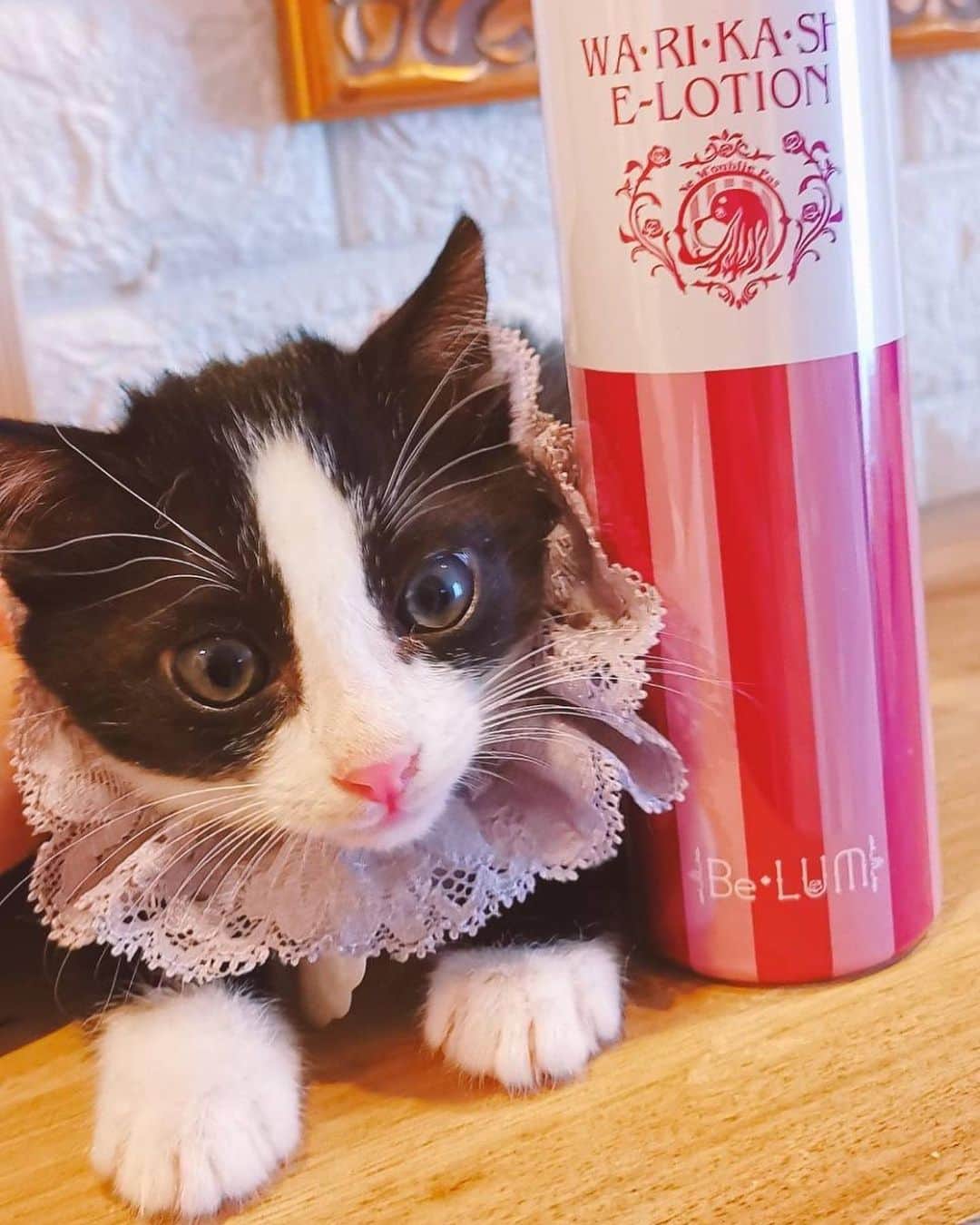 misoNosukeさんのインスタグラム写真 - (misoNosukeInstagram)「. . 髪の毛にまで使えるので 寝起きや眠る前や移動中etc… 2人で使って下さい！  ↓  #Repost @miki_neko222 with @use.repost  misoNosukeさんの チャリティーイベント〜Day8〜  「君と、しろみ × chisaさん × COROCOROさん」 コラボの日！  misonoさんからの手土産✨ KODA 姉妹のお母様のエステサロン  美來夢❨京都店❩の化粧水❤️ わりかしいいローション❗って書いてる～🐶😆  すぐに使ってみると... 「わりかしいい」どころか💗  ミストが細かい炭酸化粧水でめちゃめちゃ最高❗😬✨ 😌♨️お風呂あがりにめちゃめちゃいい🎁✨  KODA姉妹のご両親も すごく気さくで優しい方でした🤭🌹  つかねこの保護猫支援になるチャリティーグッズ MiKiNEKO雑貨店のねこグッズも  カバン、バスマット、ポーチなど 譲渡会で沢山お買い物してくれています🥺✨🌍🌈  misonoさん＆ご家族の皆様 いつもありがとうございます(｡-人-｡)  @belum_estheticsalon @nosukedrummer @corocoro.osaka @tamuradojou   モデルのシロクロの猫ちゃんは 多頭飼育レスキューの子猫で里親募集中です😁✨  @tsukaneko222で 譲渡会をチェックしてね❗  コロコロでのデザートも美味しく頂きました❗ 優雅なひとときをありがとうございます😁✨  misonoさん＆Nosukeさん ごちそうさまでした🍓  @chisa_noontea @beautytea_official @tomiko_matsuba」11月20日 1時06分 - misono_koda_official