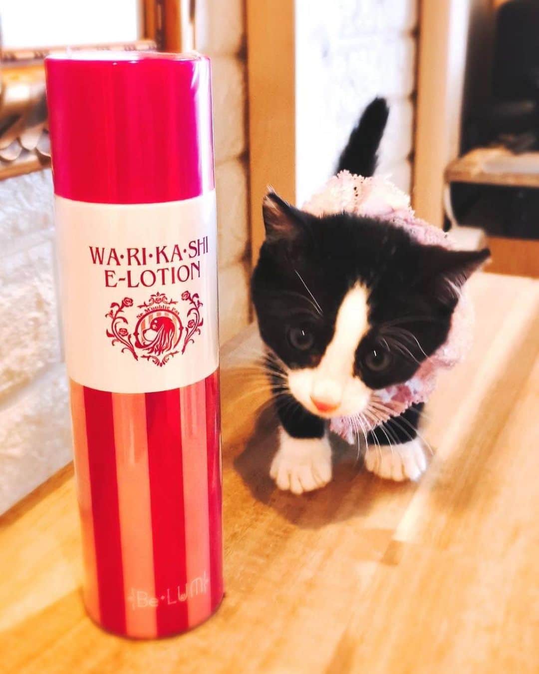 misoNosukeさんのインスタグラム写真 - (misoNosukeInstagram)「. . 髪の毛にまで使えるので 寝起きや眠る前や移動中etc… 2人で使って下さい！  ↓  #Repost @miki_neko222 with @use.repost  misoNosukeさんの チャリティーイベント〜Day8〜  「君と、しろみ × chisaさん × COROCOROさん」 コラボの日！  misonoさんからの手土産✨ KODA 姉妹のお母様のエステサロン  美來夢❨京都店❩の化粧水❤️ わりかしいいローション❗って書いてる～🐶😆  すぐに使ってみると... 「わりかしいい」どころか💗  ミストが細かい炭酸化粧水でめちゃめちゃ最高❗😬✨ 😌♨️お風呂あがりにめちゃめちゃいい🎁✨  KODA姉妹のご両親も すごく気さくで優しい方でした🤭🌹  つかねこの保護猫支援になるチャリティーグッズ MiKiNEKO雑貨店のねこグッズも  カバン、バスマット、ポーチなど 譲渡会で沢山お買い物してくれています🥺✨🌍🌈  misonoさん＆ご家族の皆様 いつもありがとうございます(｡-人-｡)  @belum_estheticsalon @nosukedrummer @corocoro.osaka @tamuradojou   モデルのシロクロの猫ちゃんは 多頭飼育レスキューの子猫で里親募集中です😁✨  @tsukaneko222で 譲渡会をチェックしてね❗  コロコロでのデザートも美味しく頂きました❗ 優雅なひとときをありがとうございます😁✨  misonoさん＆Nosukeさん ごちそうさまでした🍓  @chisa_noontea @beautytea_official @tomiko_matsuba」11月20日 1時06分 - misono_koda_official