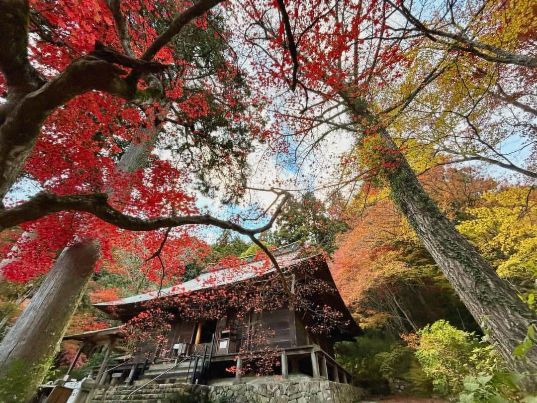 八、おこめさんのインスタグラム写真 - (八、おこめInstagram)「秋の見仏🍁 ② #大国寺 拝観をお願いすると住職さん直々にお寺と仏像さんの説明をして下さる🙏 しかも！！ラッキーな事に本堂も住職さんも宇野夫婦だけの貸し切り状態✨ ほんで内陣まで入らせていただいて〜仏像さんの写真まで撮らせて頂いて❣️なんと贅沢すぎる見仏でしょう🙏✨ 住職さんのお話もめっちゃ面白くて笑ったw しかもお父はんのチャリの話したら『境内で乗って写真撮ってイイよ！』と快く仰っていただき、めっちゃステキな写真撮れました〜♩(→5枚目) 紅葉もまだまだ見頃で真っ赤っか✨ 紅葉もすごくキレイだけど、紅葉より何よりこちらのお寺さんの造りと仏像さんがかっこ良すぎる〜❣️ ぜったい住職さんのお話聞かせていただきながら見仏して下さい🙏 こちらのお寺さんも住職さんご家族が気さくでほっこりしました（´ᴗ`）♡ 大国寺さんも見仏記が来たお寺さんで、住職さんがMJとせいこうさんと一緒に撮った写真見せてくれて、ギャー♡っとテンション上がりました♩ 次回はぜったいセイチャン連れてリベンジ見仏や〜！！ (※仏像の写真もチャリの写真も許可を頂いて撮影・投稿しています) 以下HPより〜 本堂 : 室町時代初期に建てられた唐様と和様の折衷様式。 昭和36年国指定重要文化財に指定 仏像 : 薬師如来坐像、大日如来坐像、阿弥陀如来坐像、持国天立像、増長天立像 5体とも藤原時代作、大正11年国指定重要文化財に指定 【 薬師如来坐像 】 ご本尊 「一仏三身」を表し、光景や宝冠、蓮華座など藤原時代特有のものが揃った珍しい逸品で貴重な仏像です 【 大日如来坐像・阿弥陀如来坐像 】 が脇侍仏として安置されております 【 持国天立像・増長天立像 】 藤原時代の様式と日本人の畏怖感をよく伝えている藤原時代の傑作です #古刹 #見仏 #仏像 #丹波篠山市 #宇野の神社仏閣巡り #お寺さん #寺」11月20日 1時04分 - naomiuno