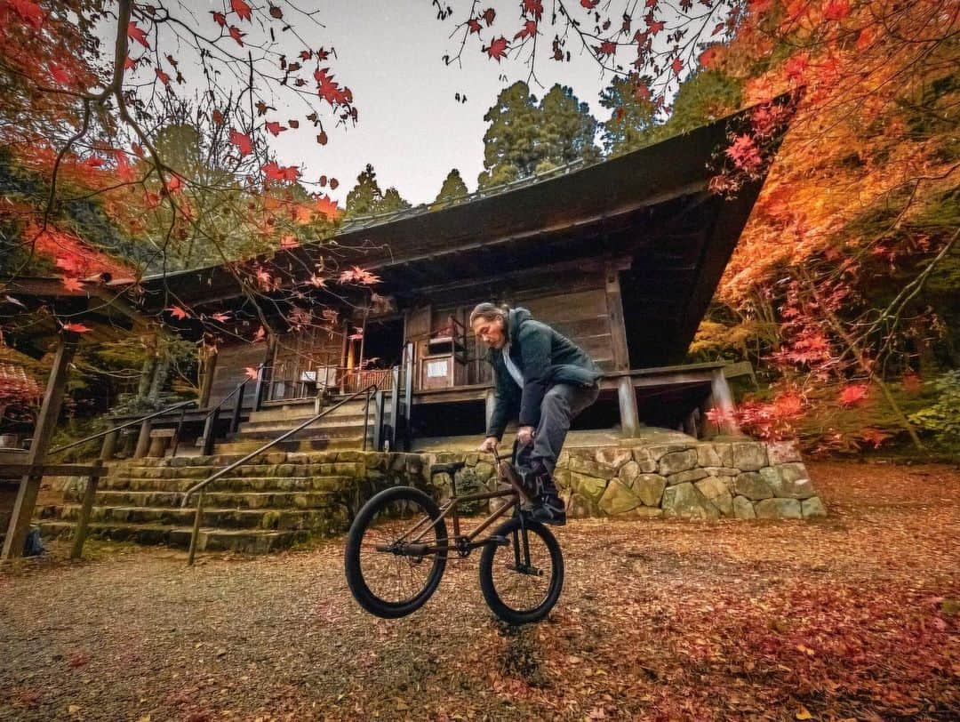 八、おこめさんのインスタグラム写真 - (八、おこめInstagram)「秋の見仏🍁 ② #大国寺 拝観をお願いすると住職さん直々にお寺と仏像さんの説明をして下さる🙏 しかも！！ラッキーな事に本堂も住職さんも宇野夫婦だけの貸し切り状態✨ ほんで内陣まで入らせていただいて〜仏像さんの写真まで撮らせて頂いて❣️なんと贅沢すぎる見仏でしょう🙏✨ 住職さんのお話もめっちゃ面白くて笑ったw しかもお父はんのチャリの話したら『境内で乗って写真撮ってイイよ！』と快く仰っていただき、めっちゃステキな写真撮れました〜♩(→5枚目) 紅葉もまだまだ見頃で真っ赤っか✨ 紅葉もすごくキレイだけど、紅葉より何よりこちらのお寺さんの造りと仏像さんがかっこ良すぎる〜❣️ ぜったい住職さんのお話聞かせていただきながら見仏して下さい🙏 こちらのお寺さんも住職さんご家族が気さくでほっこりしました（´ᴗ`）♡ 大国寺さんも見仏記が来たお寺さんで、住職さんがMJとせいこうさんと一緒に撮った写真見せてくれて、ギャー♡っとテンション上がりました♩ 次回はぜったいセイチャン連れてリベンジ見仏や〜！！ (※仏像の写真もチャリの写真も許可を頂いて撮影・投稿しています) 以下HPより〜 本堂 : 室町時代初期に建てられた唐様と和様の折衷様式。 昭和36年国指定重要文化財に指定 仏像 : 薬師如来坐像、大日如来坐像、阿弥陀如来坐像、持国天立像、増長天立像 5体とも藤原時代作、大正11年国指定重要文化財に指定 【 薬師如来坐像 】 ご本尊 「一仏三身」を表し、光景や宝冠、蓮華座など藤原時代特有のものが揃った珍しい逸品で貴重な仏像です 【 大日如来坐像・阿弥陀如来坐像 】 が脇侍仏として安置されております 【 持国天立像・増長天立像 】 藤原時代の様式と日本人の畏怖感をよく伝えている藤原時代の傑作です #古刹 #見仏 #仏像 #丹波篠山市 #宇野の神社仏閣巡り #お寺さん #寺」11月20日 1時04分 - naomiuno