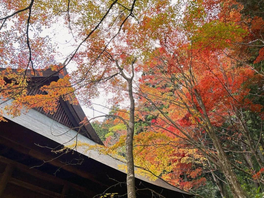 八、おこめさんのインスタグラム写真 - (八、おこめInstagram)「秋の見仏🍁 ② #大国寺 拝観をお願いすると住職さん直々にお寺と仏像さんの説明をして下さる🙏 しかも！！ラッキーな事に本堂も住職さんも宇野夫婦だけの貸し切り状態✨ ほんで内陣まで入らせていただいて〜仏像さんの写真まで撮らせて頂いて❣️なんと贅沢すぎる見仏でしょう🙏✨ 住職さんのお話もめっちゃ面白くて笑ったw しかもお父はんのチャリの話したら『境内で乗って写真撮ってイイよ！』と快く仰っていただき、めっちゃステキな写真撮れました〜♩(→5枚目) 紅葉もまだまだ見頃で真っ赤っか✨ 紅葉もすごくキレイだけど、紅葉より何よりこちらのお寺さんの造りと仏像さんがかっこ良すぎる〜❣️ ぜったい住職さんのお話聞かせていただきながら見仏して下さい🙏 こちらのお寺さんも住職さんご家族が気さくでほっこりしました（´ᴗ`）♡ 大国寺さんも見仏記が来たお寺さんで、住職さんがMJとせいこうさんと一緒に撮った写真見せてくれて、ギャー♡っとテンション上がりました♩ 次回はぜったいセイチャン連れてリベンジ見仏や〜！！ (※仏像の写真もチャリの写真も許可を頂いて撮影・投稿しています) 以下HPより〜 本堂 : 室町時代初期に建てられた唐様と和様の折衷様式。 昭和36年国指定重要文化財に指定 仏像 : 薬師如来坐像、大日如来坐像、阿弥陀如来坐像、持国天立像、増長天立像 5体とも藤原時代作、大正11年国指定重要文化財に指定 【 薬師如来坐像 】 ご本尊 「一仏三身」を表し、光景や宝冠、蓮華座など藤原時代特有のものが揃った珍しい逸品で貴重な仏像です 【 大日如来坐像・阿弥陀如来坐像 】 が脇侍仏として安置されております 【 持国天立像・増長天立像 】 藤原時代の様式と日本人の畏怖感をよく伝えている藤原時代の傑作です #古刹 #見仏 #仏像 #丹波篠山市 #宇野の神社仏閣巡り #お寺さん #寺」11月20日 1時04分 - naomiuno