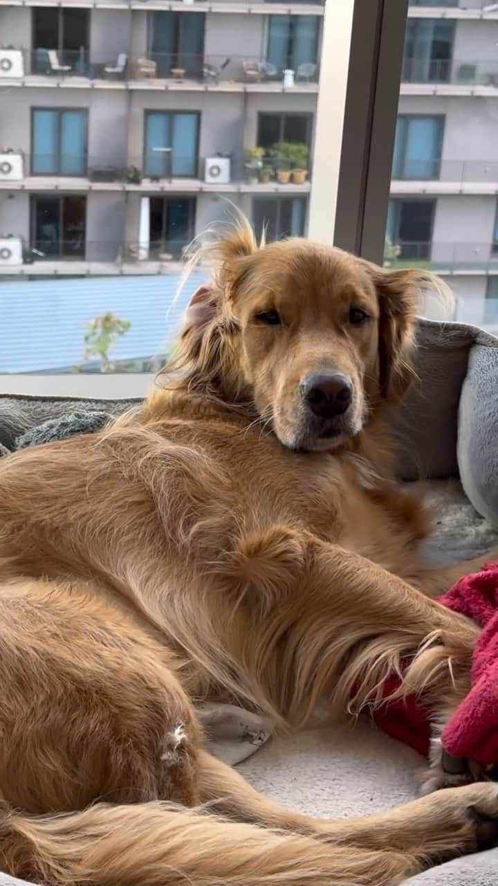 DogsOf Instagramのインスタグラム：「“Like seriously, mom? 🙄” — @humphreysaccaro, probably. Anyone else love recording your dog when they sleep? 🙈 . . . . #dogsofinstagram #funnydogs #goldensbeinggoldens #dogmomlife」