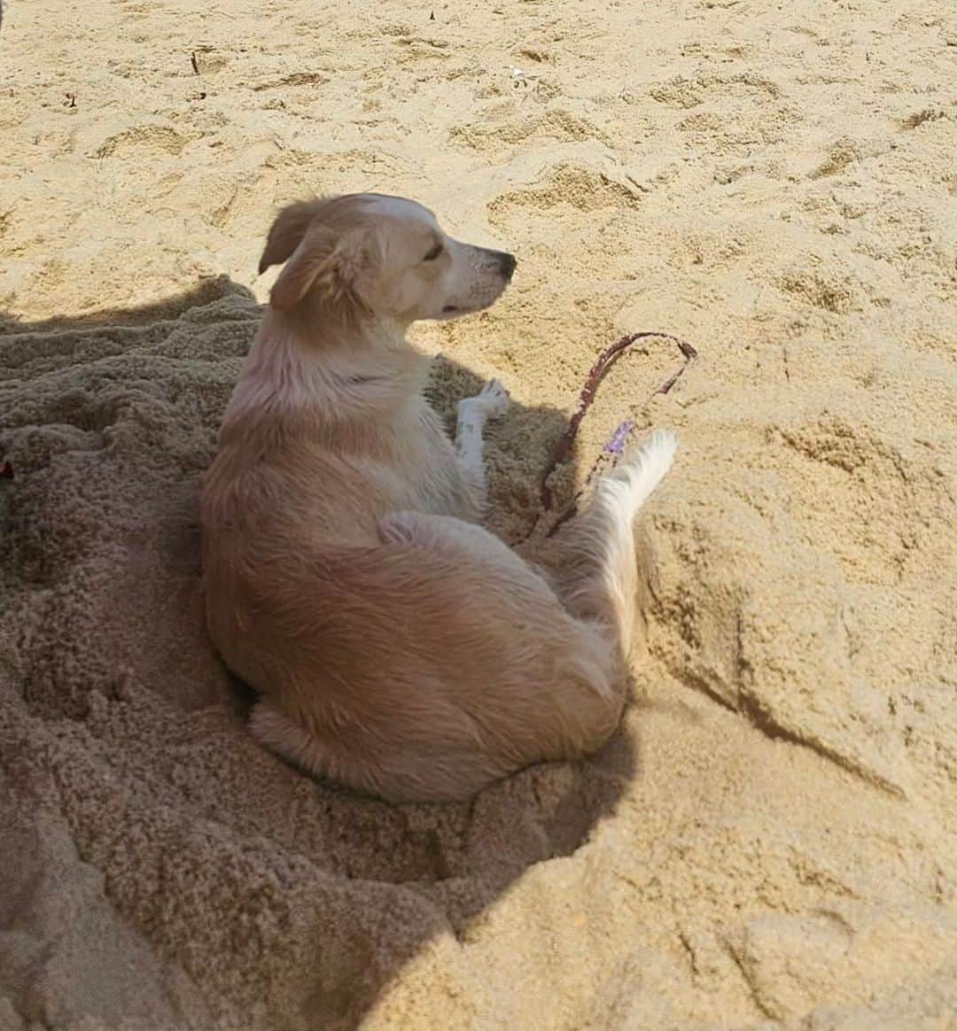 Maisa Silvaさんのインスタグラム写真 - (Maisa SilvaInstagram)「valeu o risco!!! 🇧🇷🐶🌡🫶🏼⛱️」11月20日 1時32分 - maisa