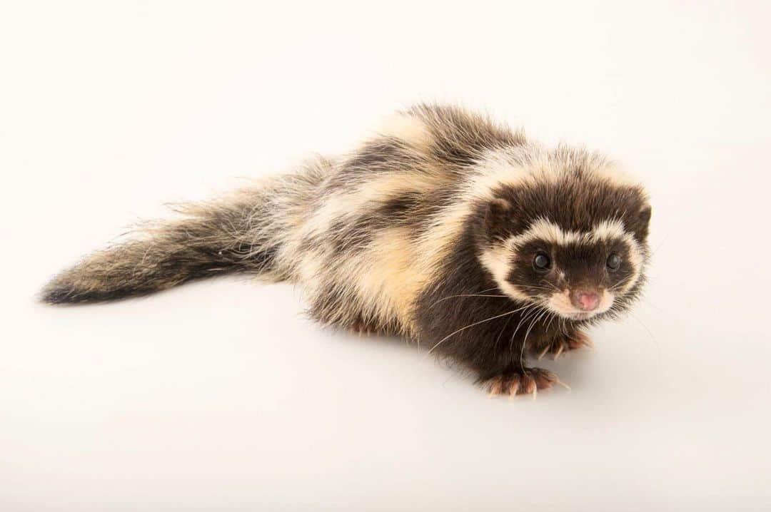 Joel Sartoreのインスタグラム：「With a loping gait like a mongoose and a foul-smelling self-defense strategy similar to that of North American skunks, the Saharan striped polecat thrives across much of north Africa. If a squirt from its anal glands doesn’t deter assailants, the polecat plays dead until the coast is clear. Photo taken @zooplzen. #polecat #striped #weasel #animal #wildlife #photography #animalphotography #wildlifephotography #studioportrait #PhotoArk」