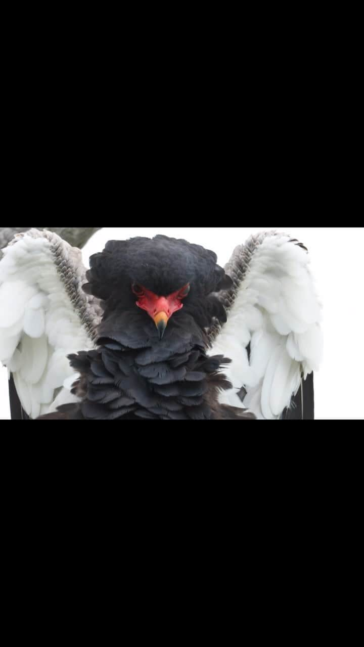 Keith Ladzinskiのインスタグラム：「Fun sighting of a Bateleur Eagle displaying its beautiful and unique feathers on a high perch in the Sabi Sabi Preserve, South Africa. - @sabisabireserve @canonusa @nomatic @tjtriage @brittmumma」