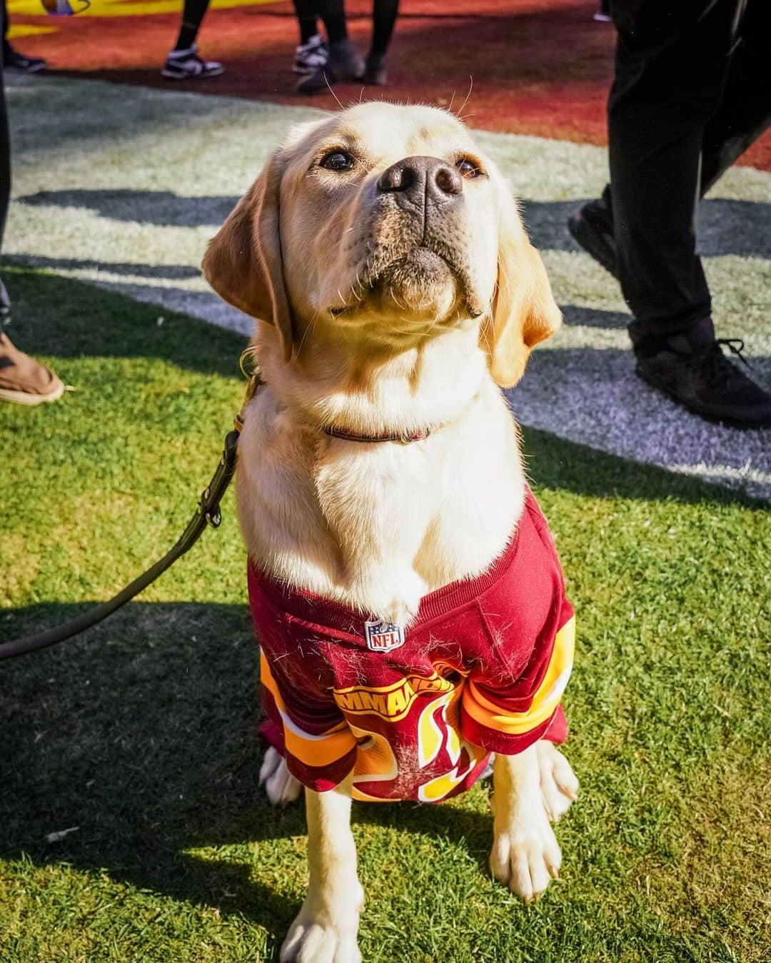 ワシントン・レッドスキンズさんのインスタグラム写真 - (ワシントン・レッドスキンズInstagram)「pawsome having Goldie in the house for #SaluteToService day 🐕‍🦺」11月20日 3時07分 - commanders